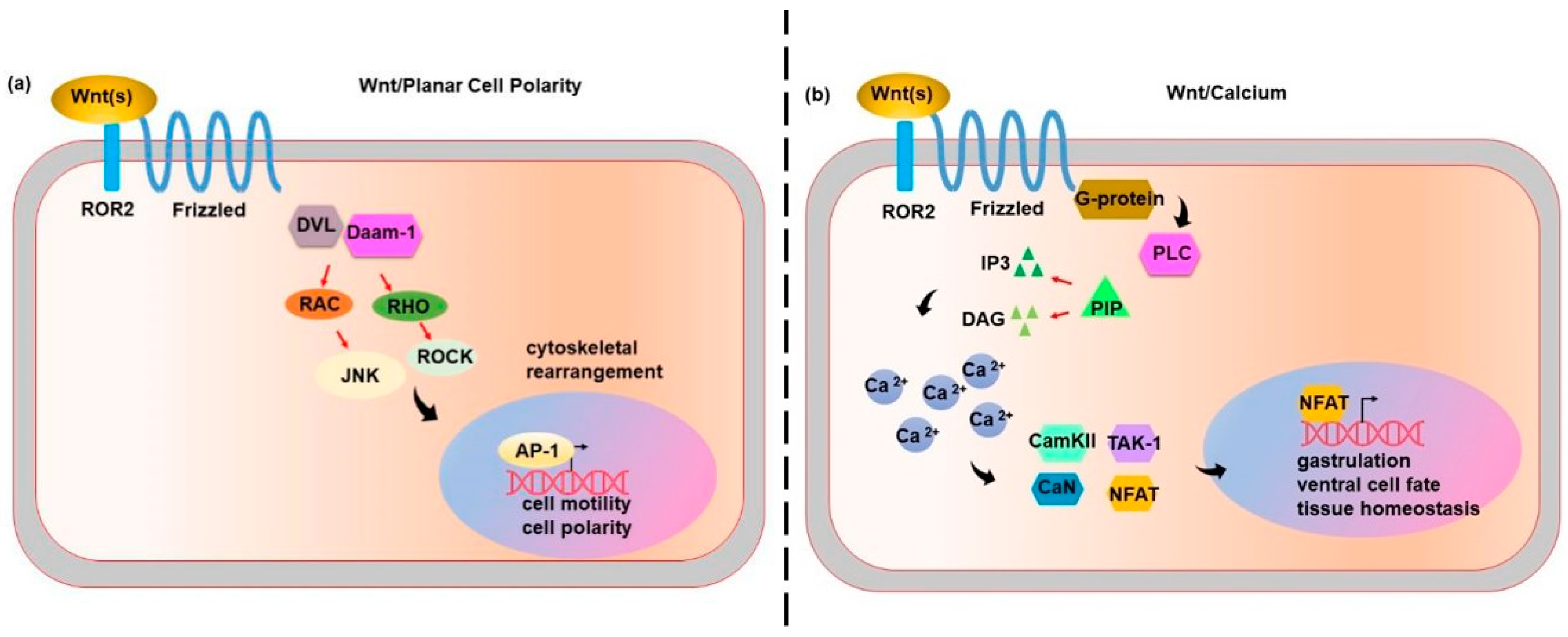 Ijms 21 07697 g002 Ijms 21 07697 g002