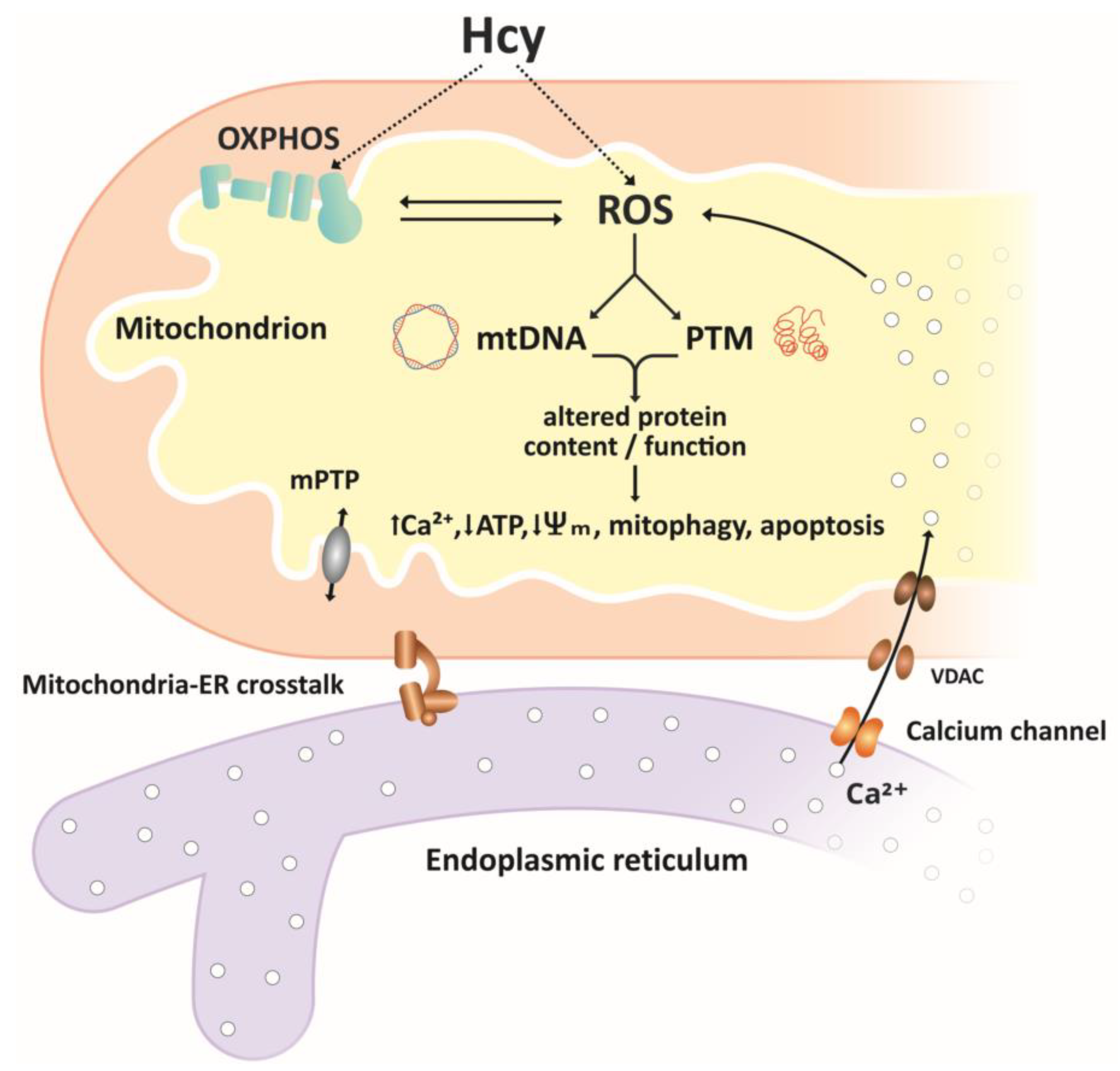 Ijms 21 07698 g002 Ijms 21 07698 g002