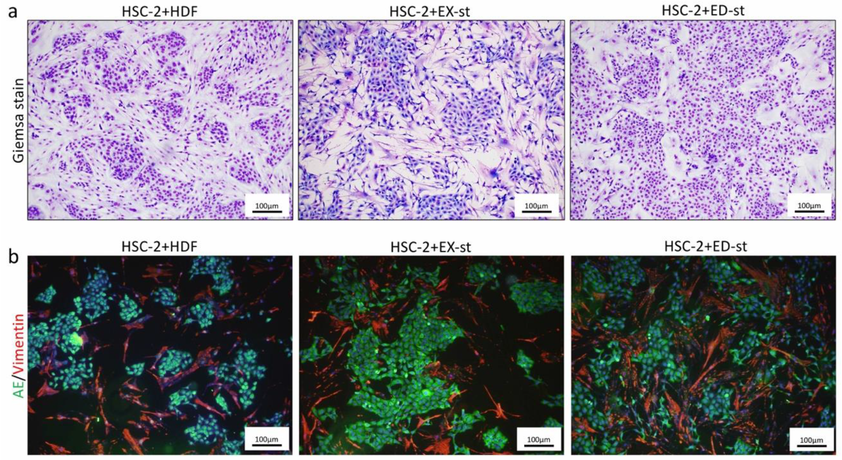 Ijms 21 07714 g004 Ijms 21 07714 g004