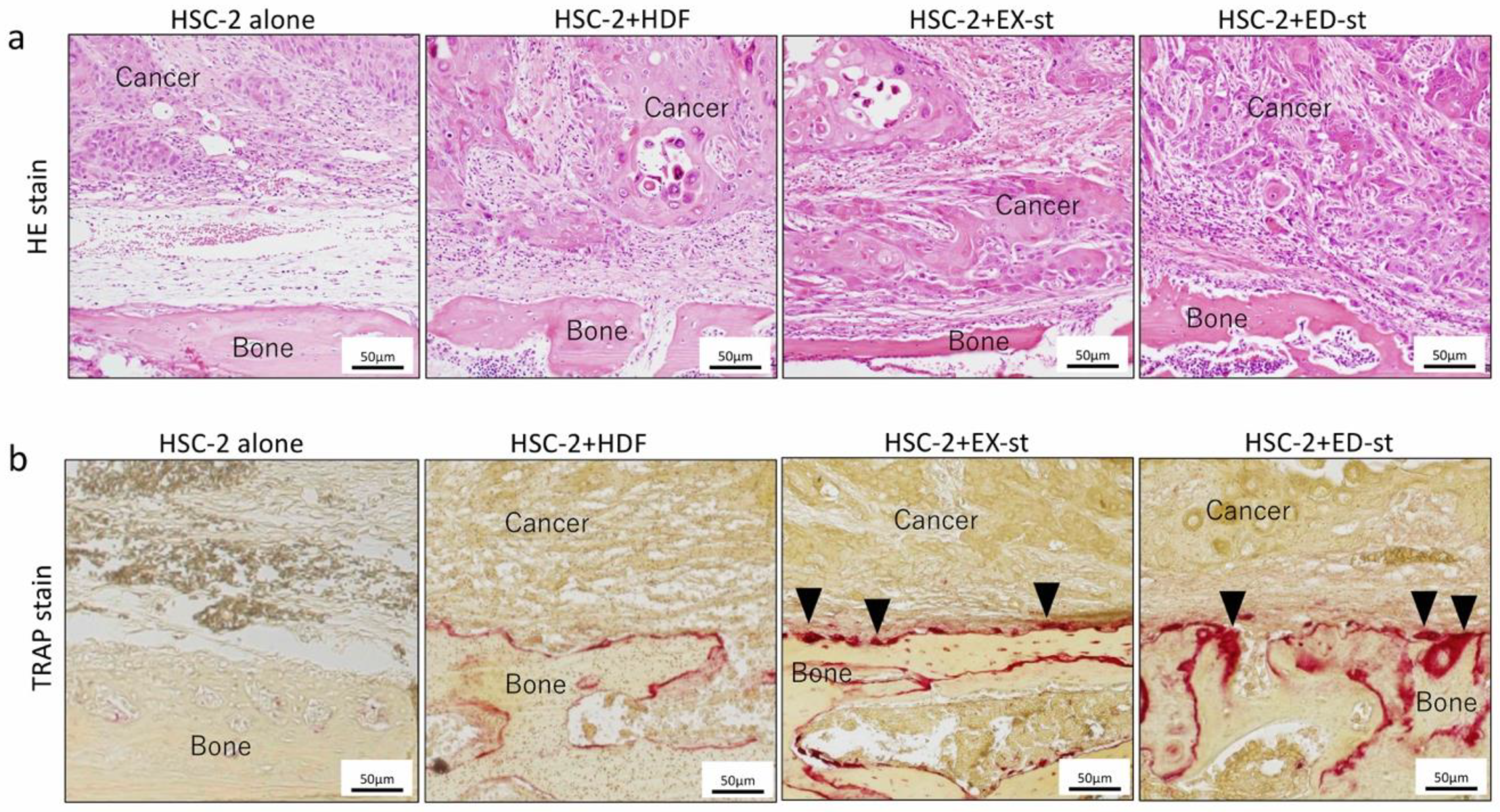 Ijms 21 07714 g006 Ijms 21 07714 g006