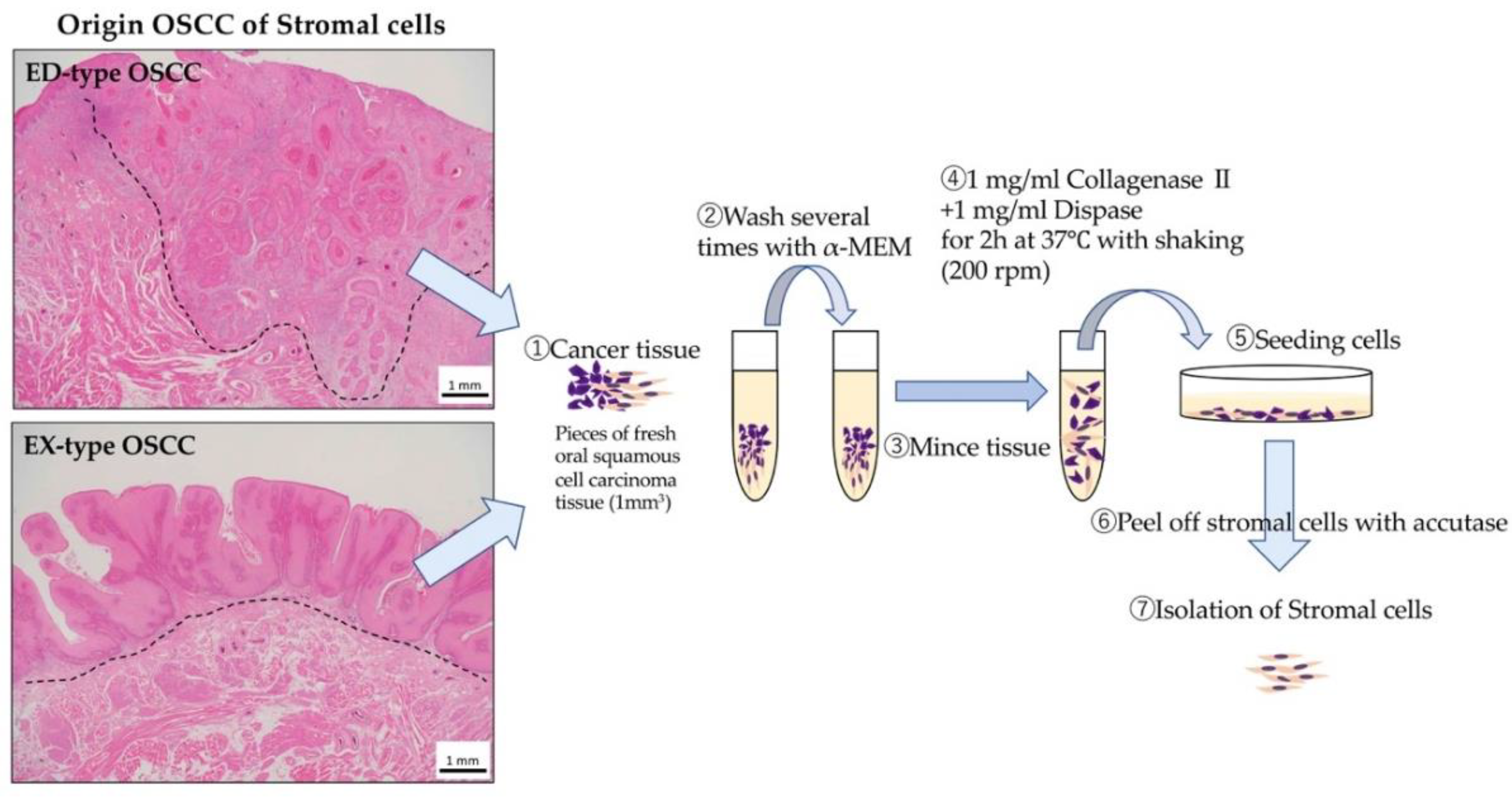 Ijms 21 07714 g007 Ijms 21 07714 g007