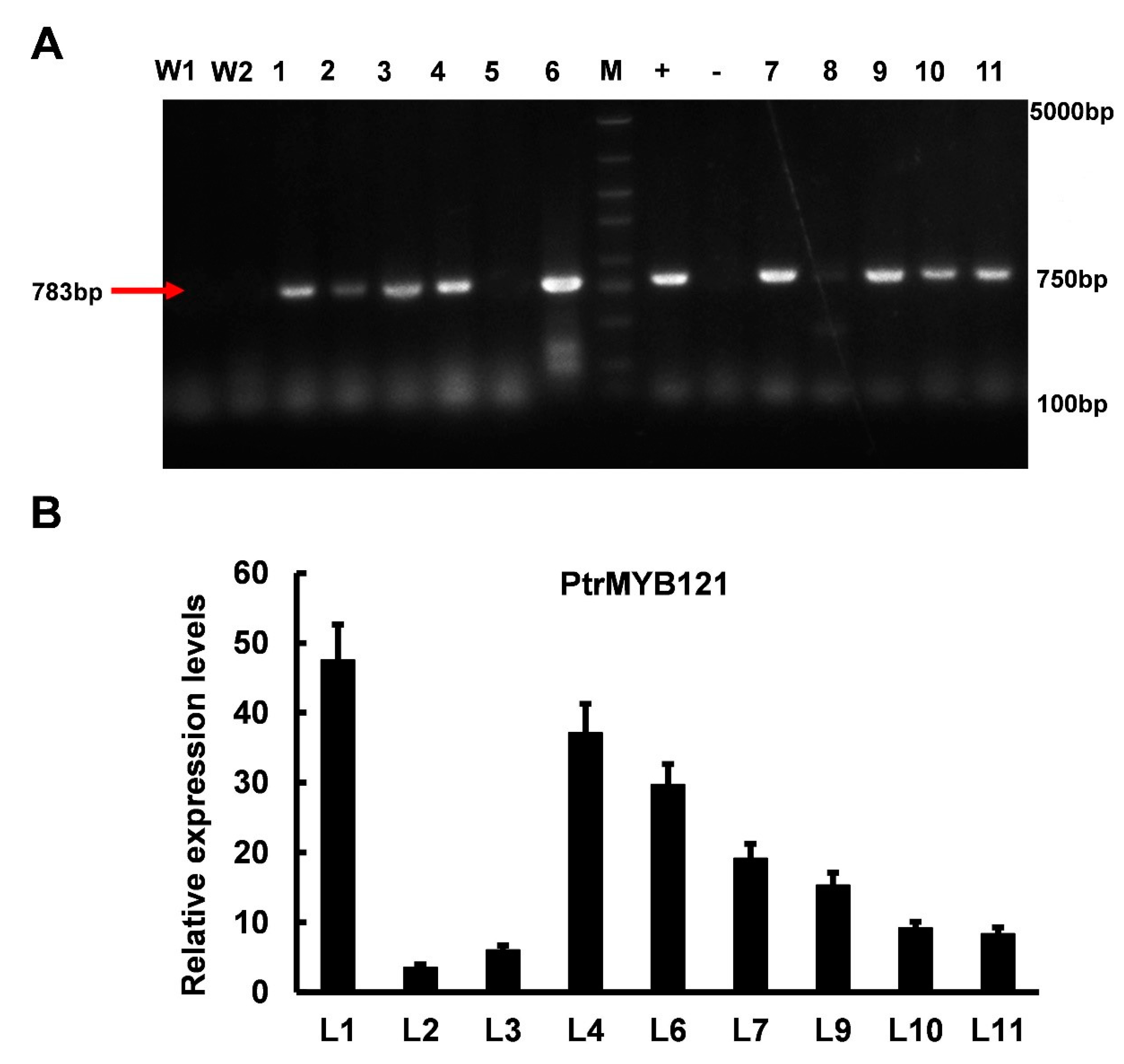 Ijms 21 07734 g003 Ijms 21 07734 g003