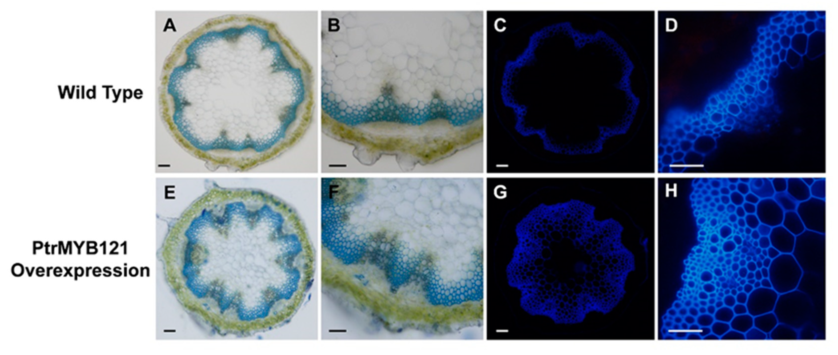 Ijms 21 07734 g004 Ijms 21 07734 g004