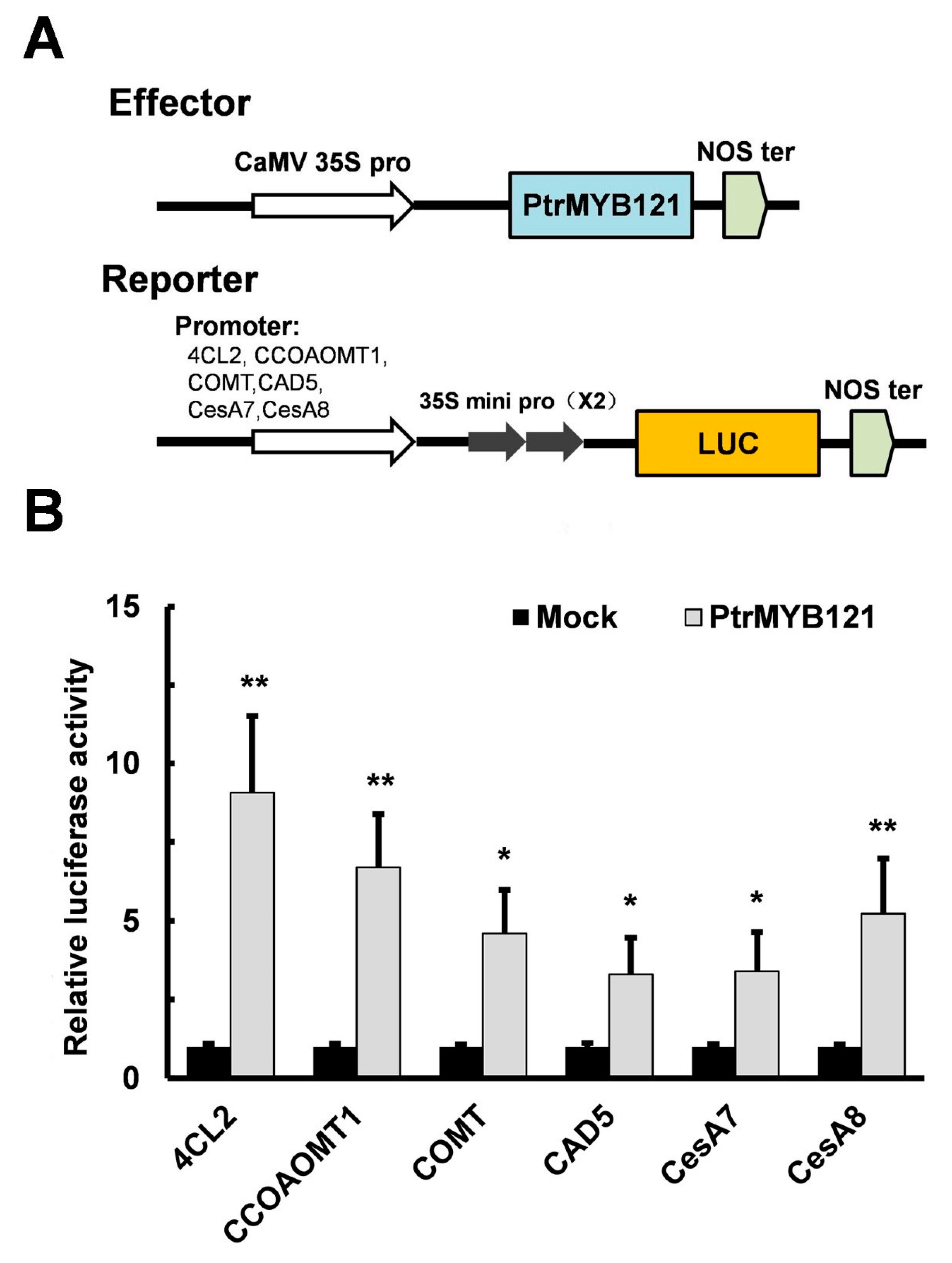 Ijms 21 07734 g007 Ijms 21 07734 g007