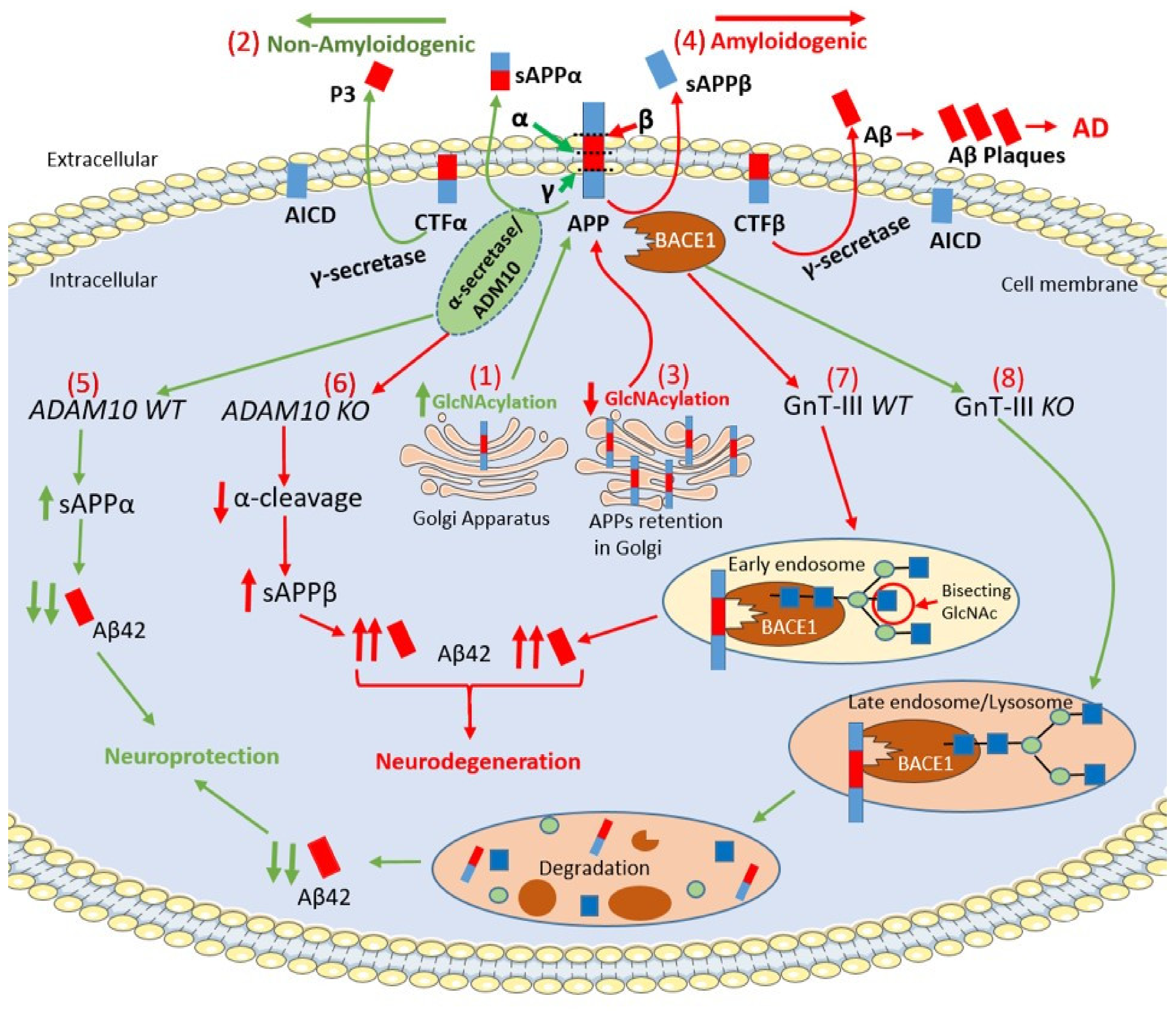 Ijms 21 07739 g002 Ijms 21 07739 g002