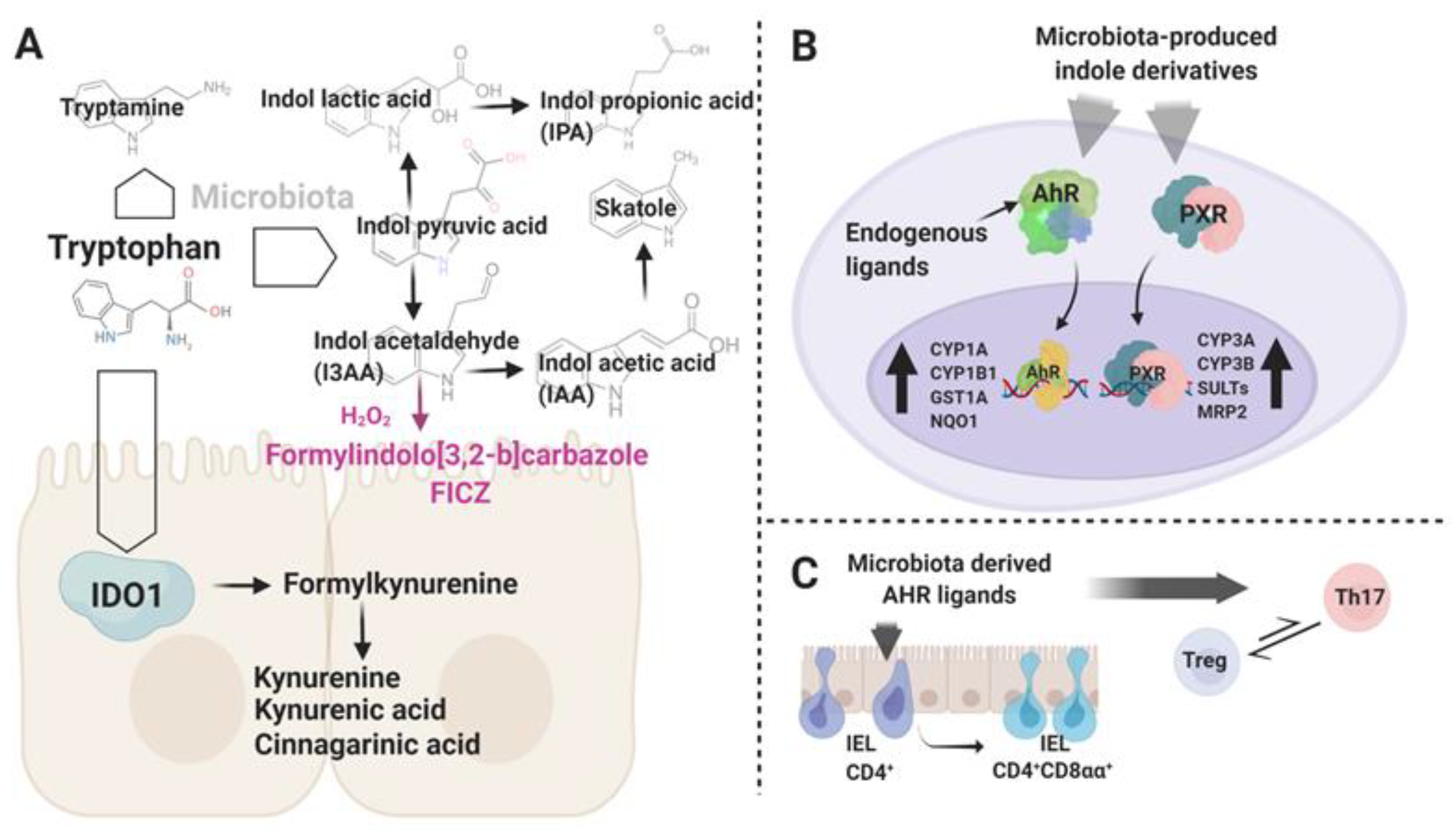 Ijms 21 07740 g002 Ijms 21 07740 g002