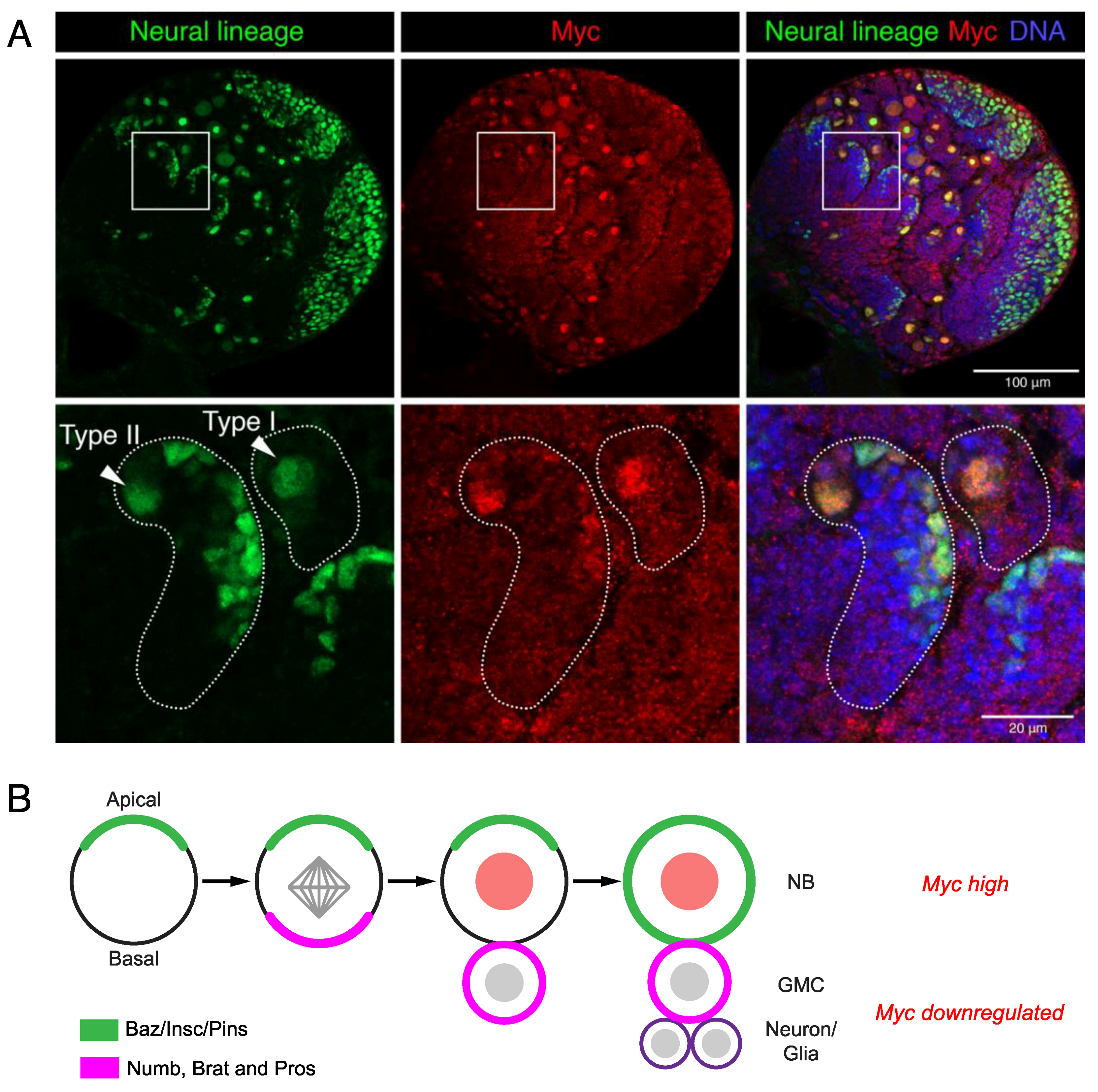 Ijms 21 07742 g003 Ijms 21 07742 g003