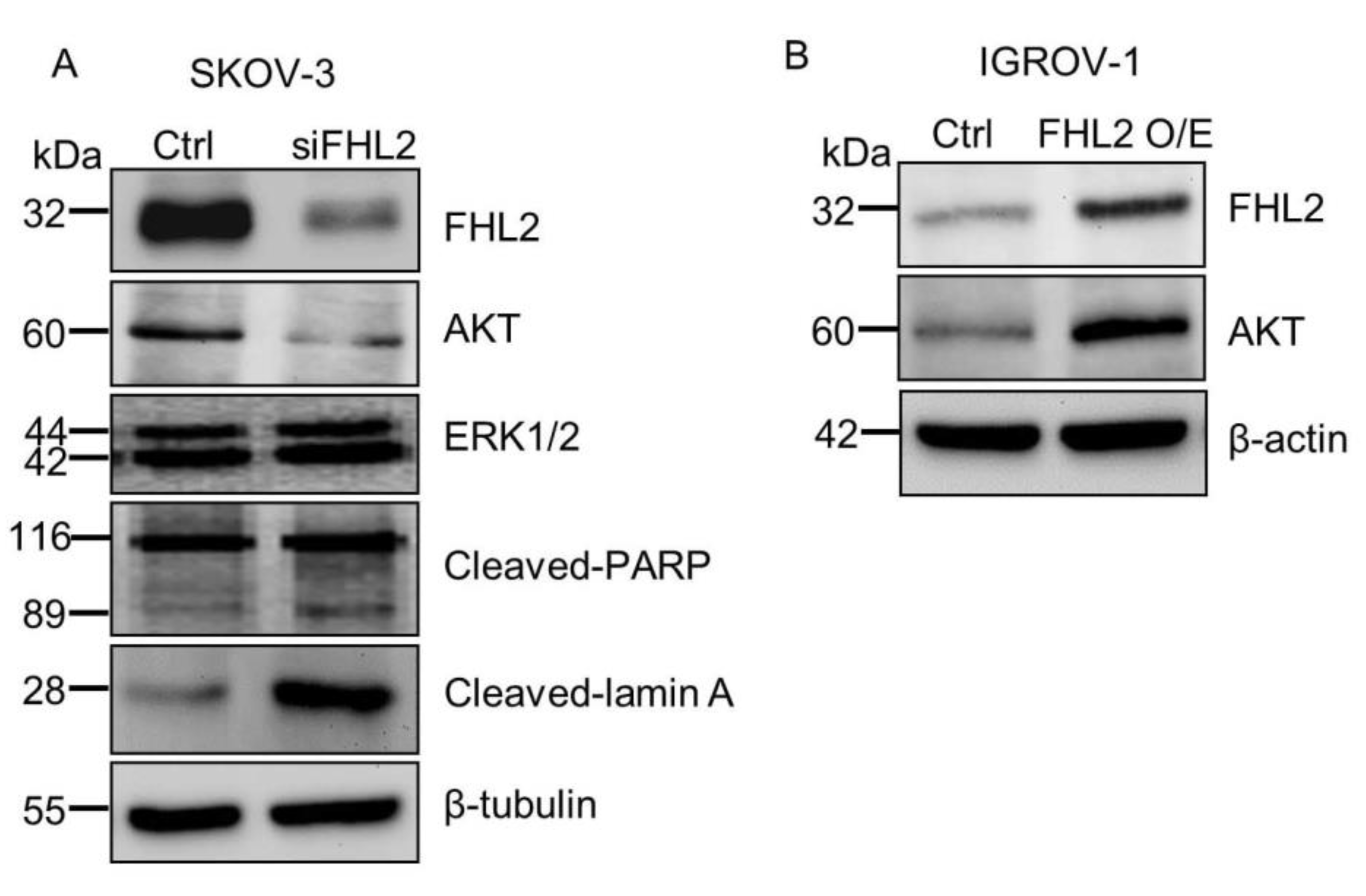Ijms 21 07751 g004 Ijms 21 07751 g004