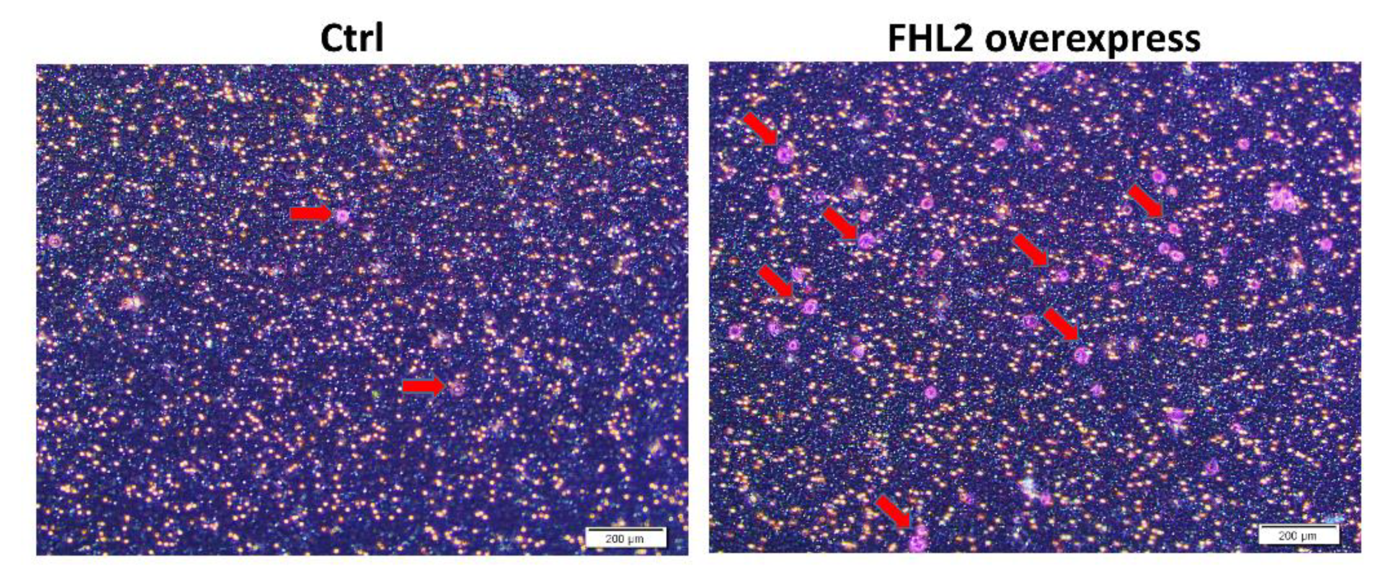 Ijms 21 07751 g0a1 Ijms 21 07751 g0a1