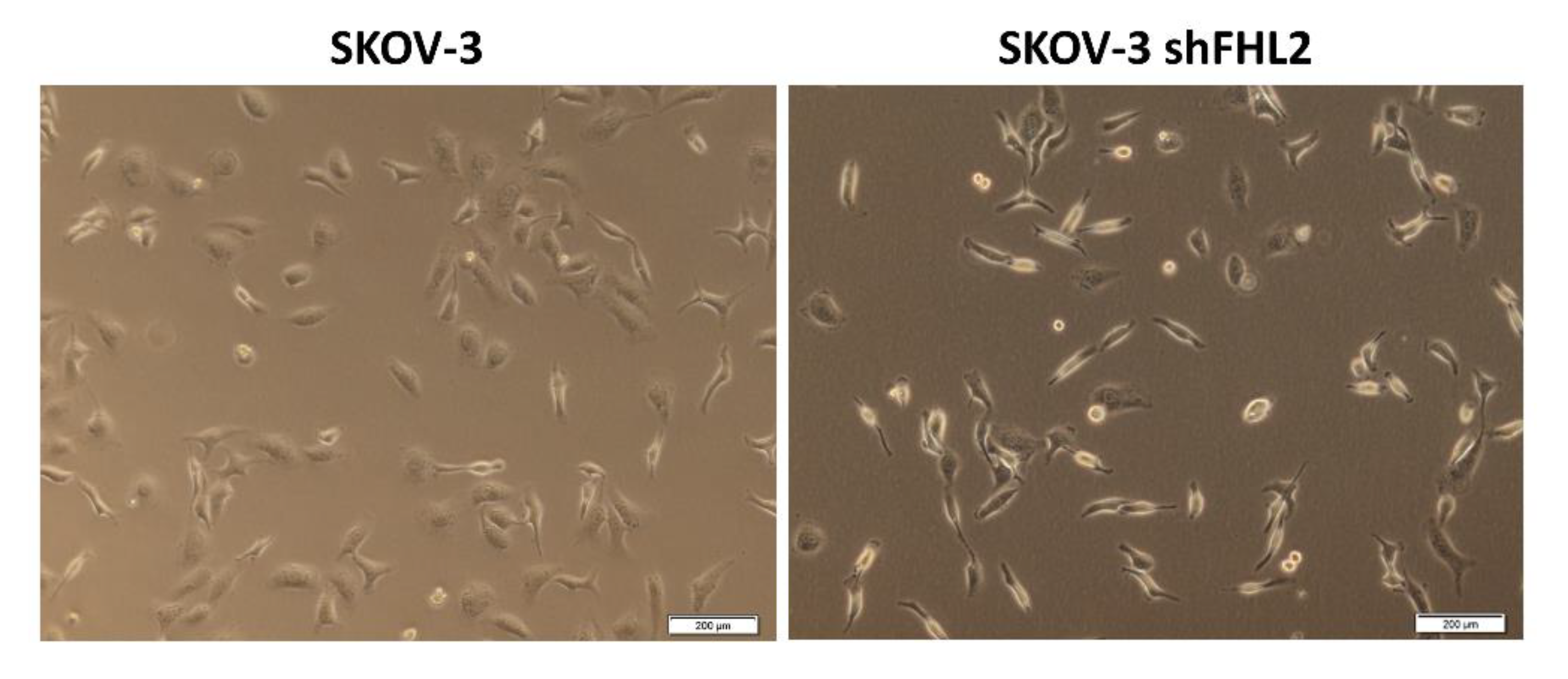 Ijms 21 07751 g0a2 Ijms 21 07751 g0a2