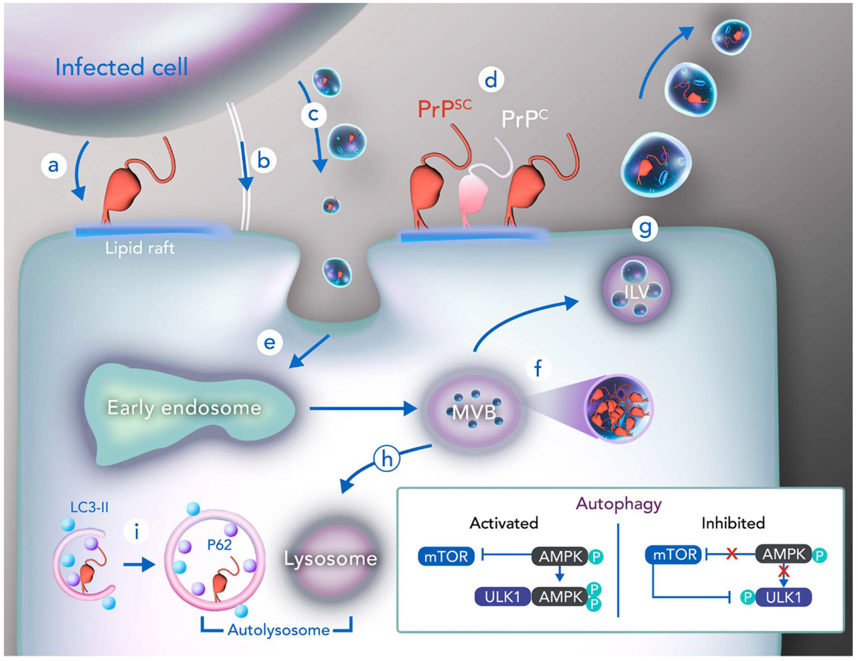 Ijms 21 07763 g002 Ijms 21 07763 g002