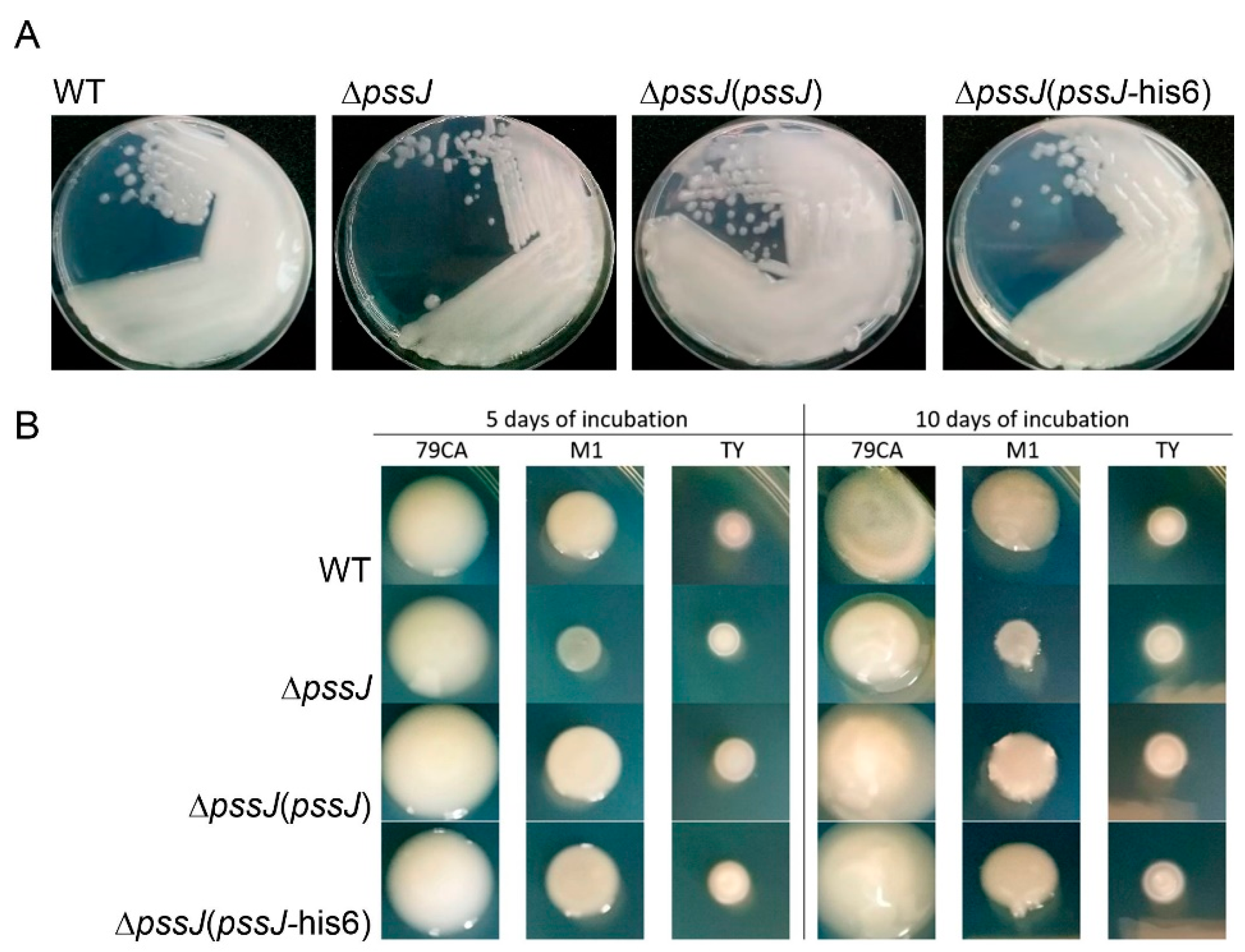 Ijms 21 07764 g004 Ijms 21 07764 g004