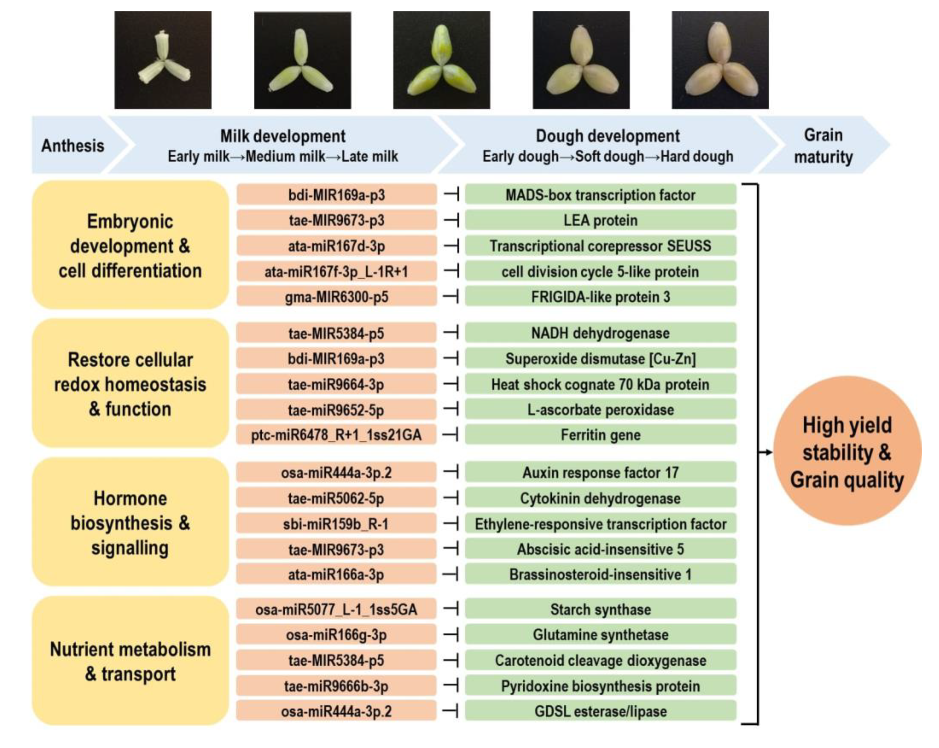 Ijms 21 07772 g007 Ijms 21 07772 g007