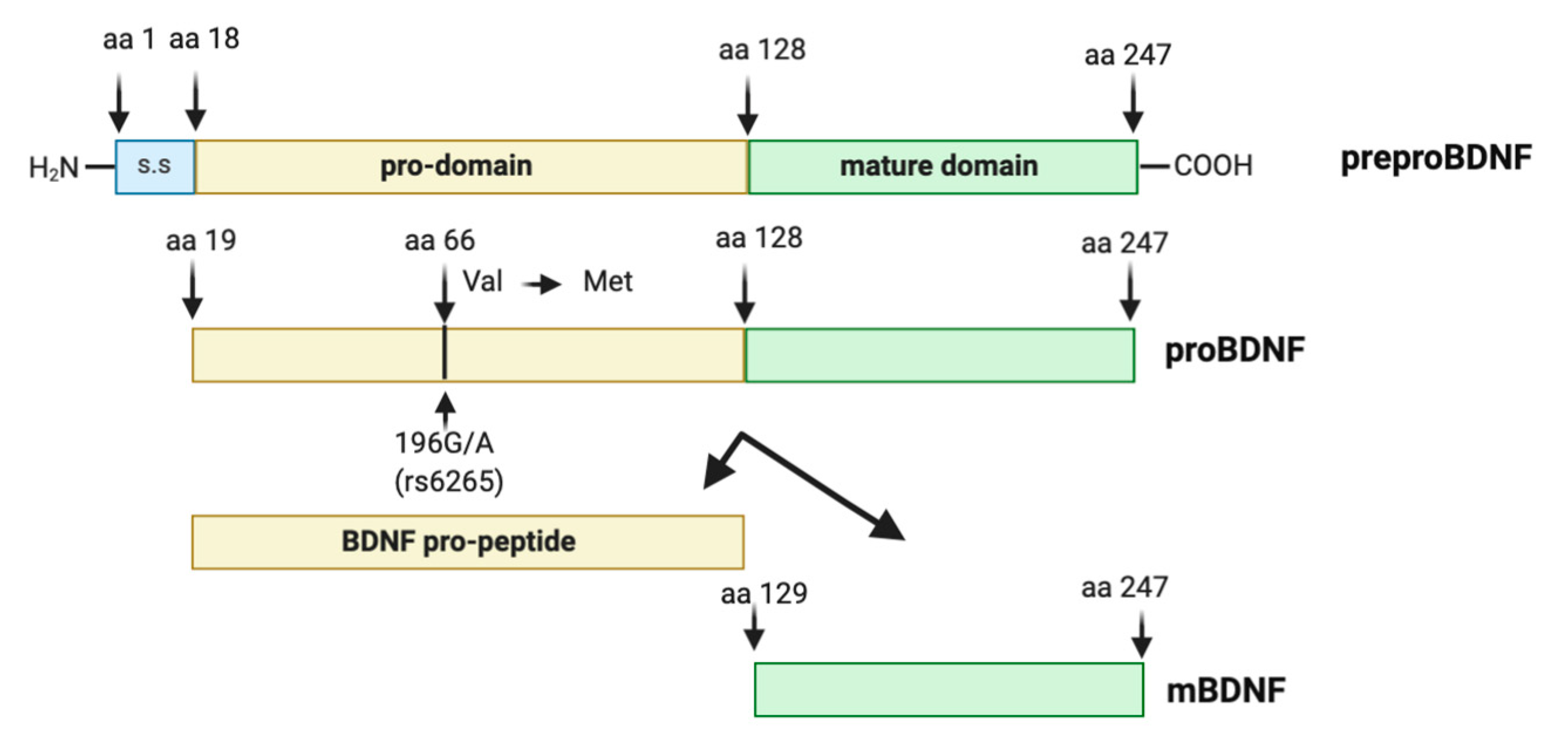 Ijms 21 07777 g001 Ijms 21 07777 g001