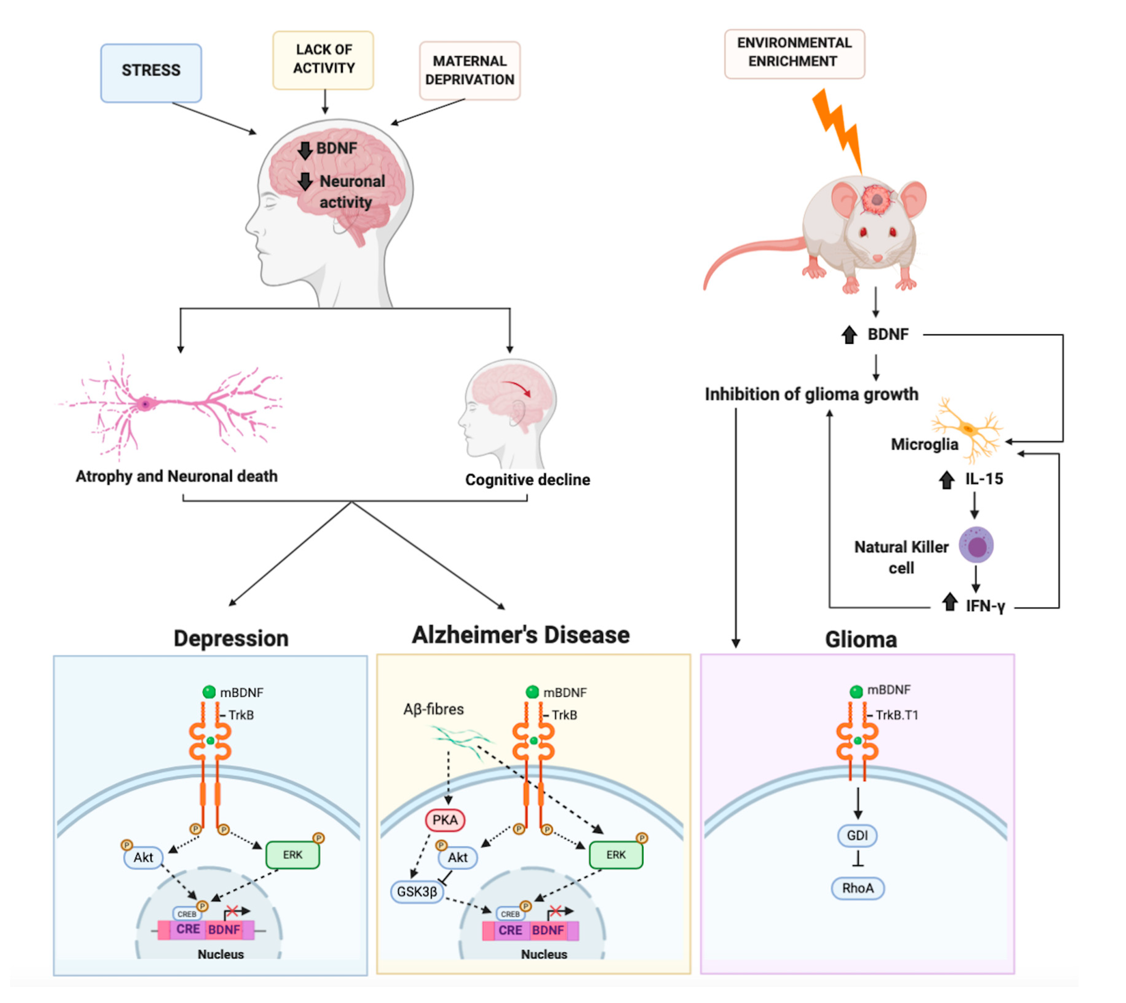 Ijms 21 07777 g003 Ijms 21 07777 g003