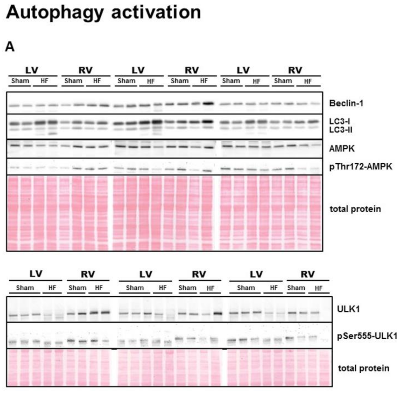 Ijms 21 07782 g002a Ijms 21 07782 g002a