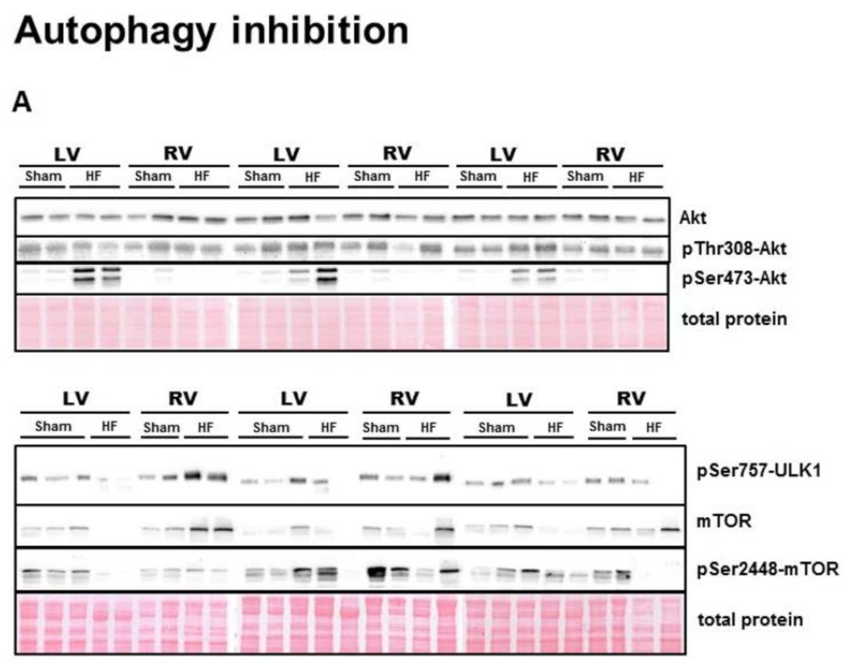 Ijms 21 07782 g003a Ijms 21 07782 g003a