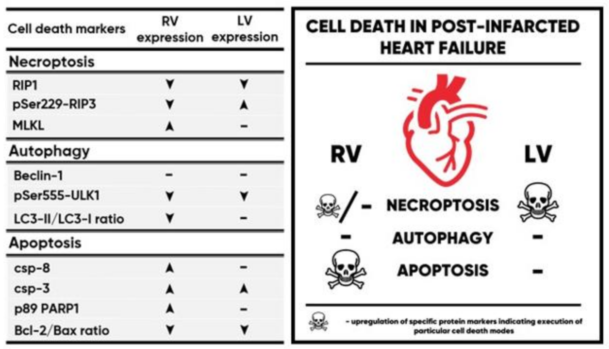 Ijms 21 07782 g006 Ijms 21 07782 g006