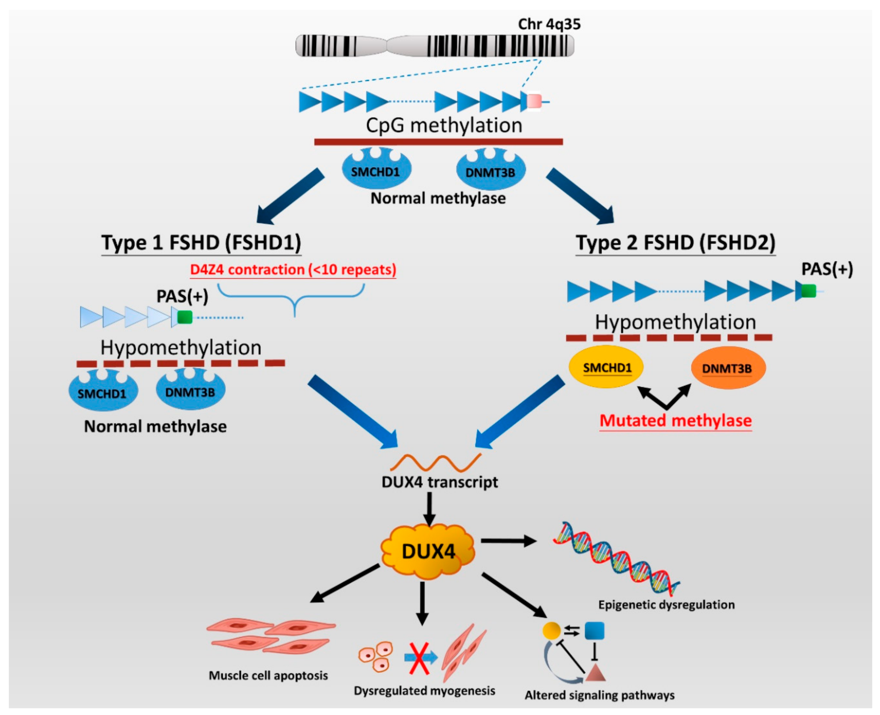 Ijms 21 07783 g001 Ijms 21 07783 g001