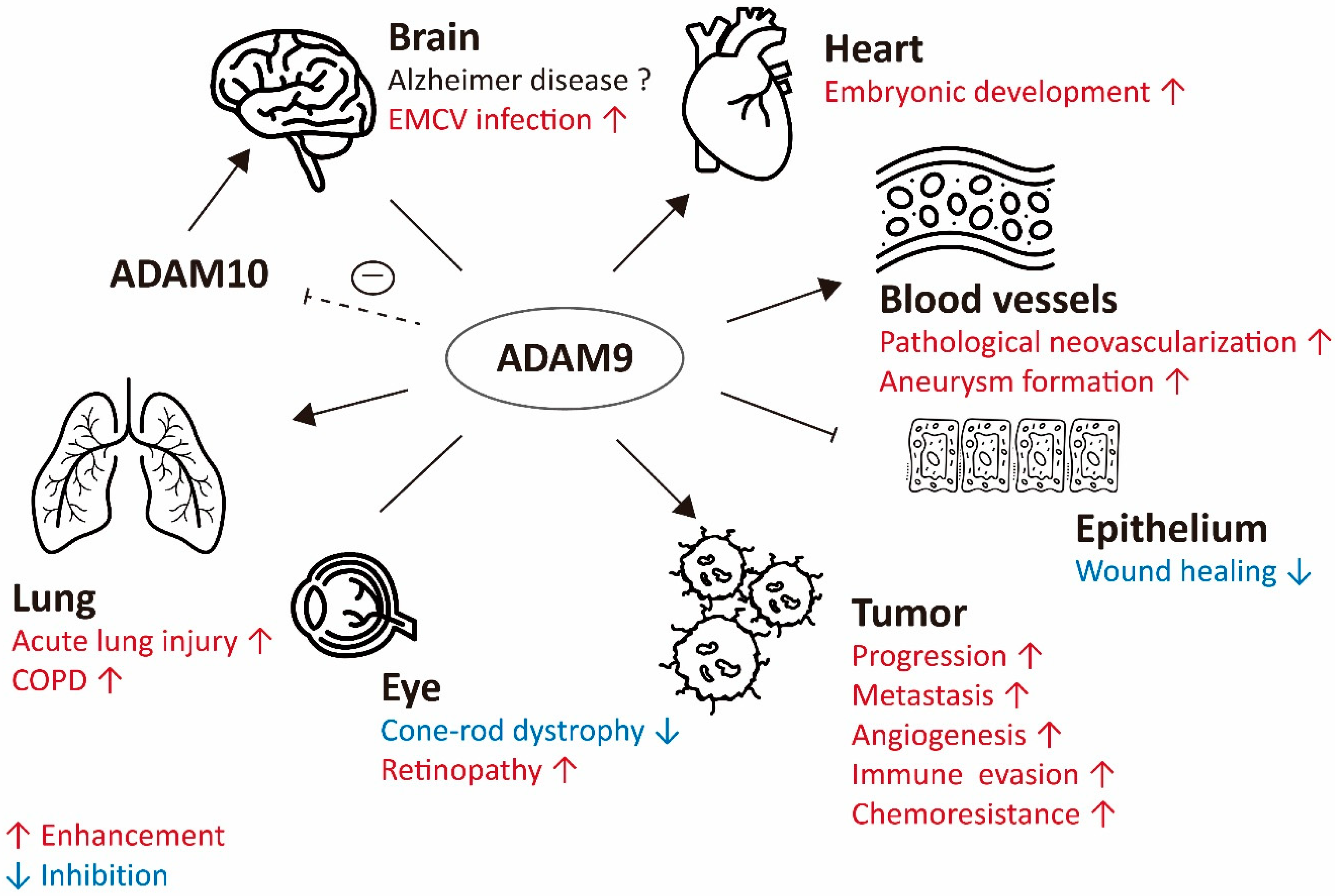 Ijms 21 07790 g002 Ijms 21 07790 g002