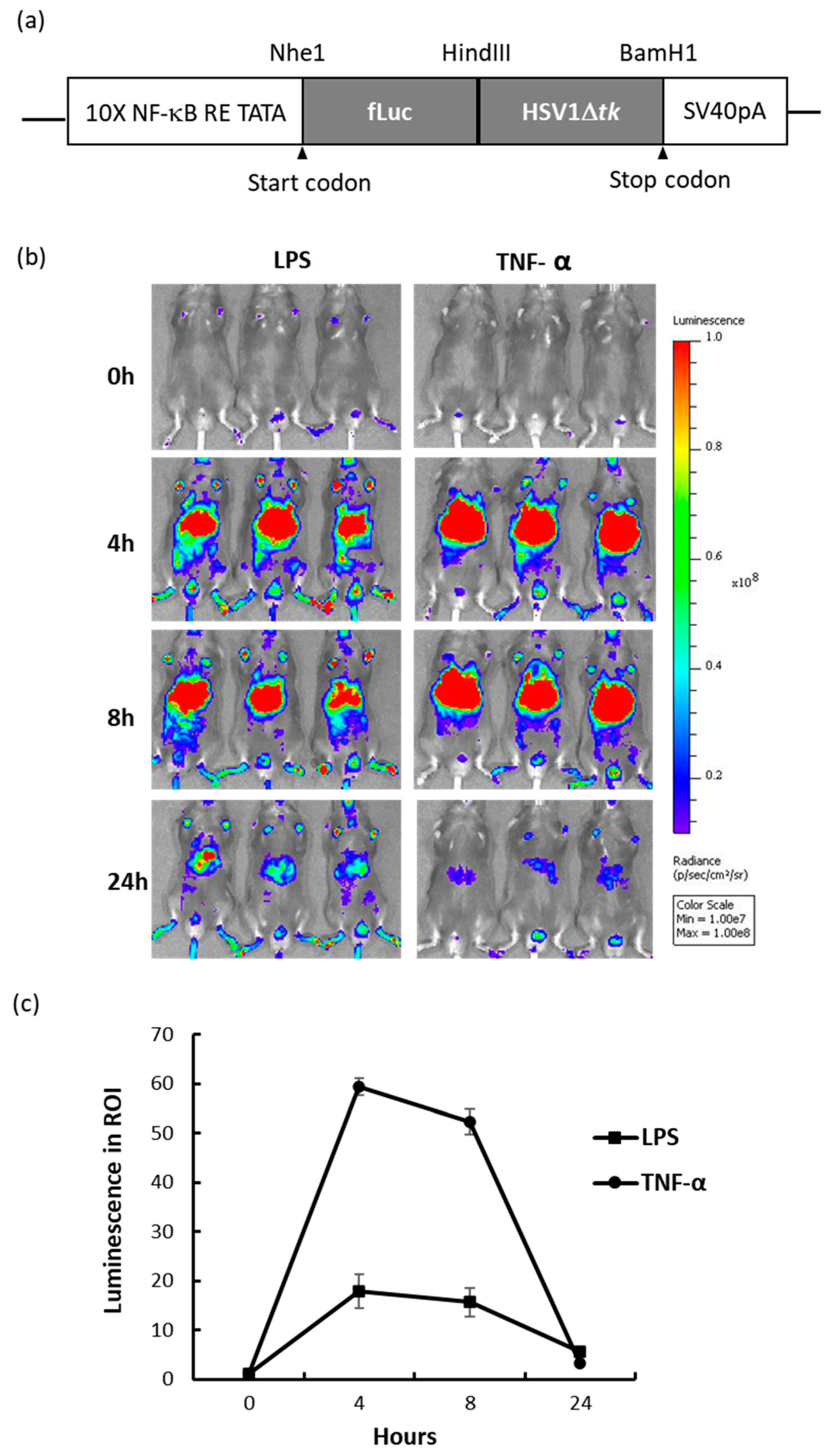 Ijms 21 08158 g001 Ijms 21 08158 g001