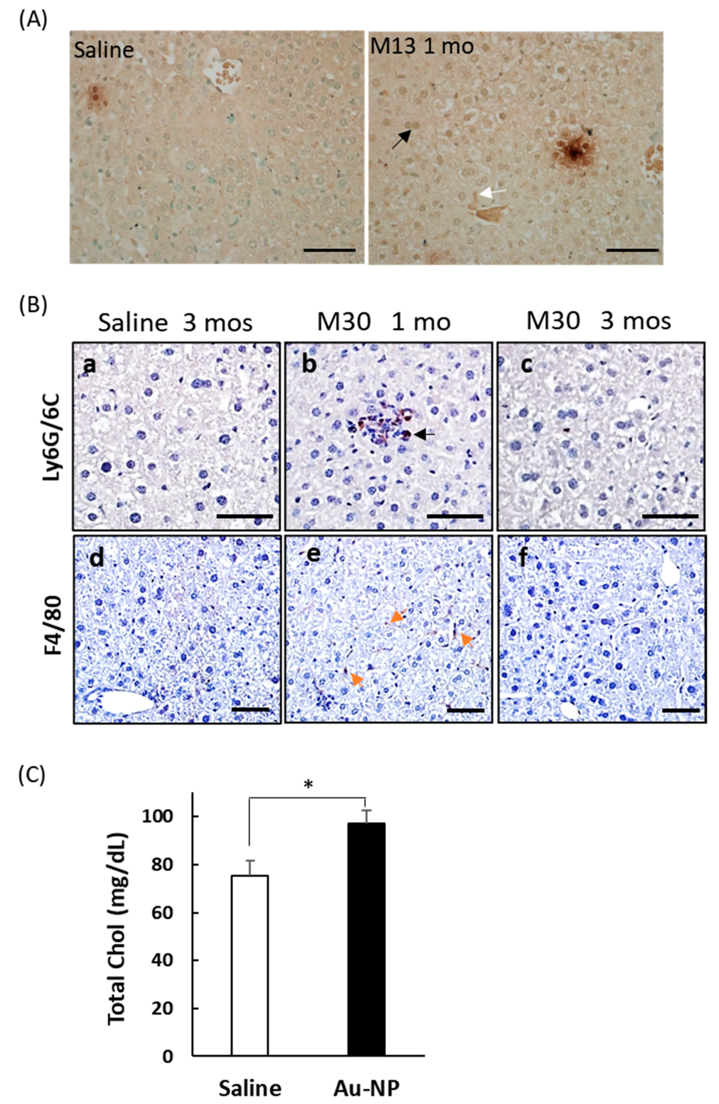 Ijms 21 08158 g004 Ijms 21 08158 g004