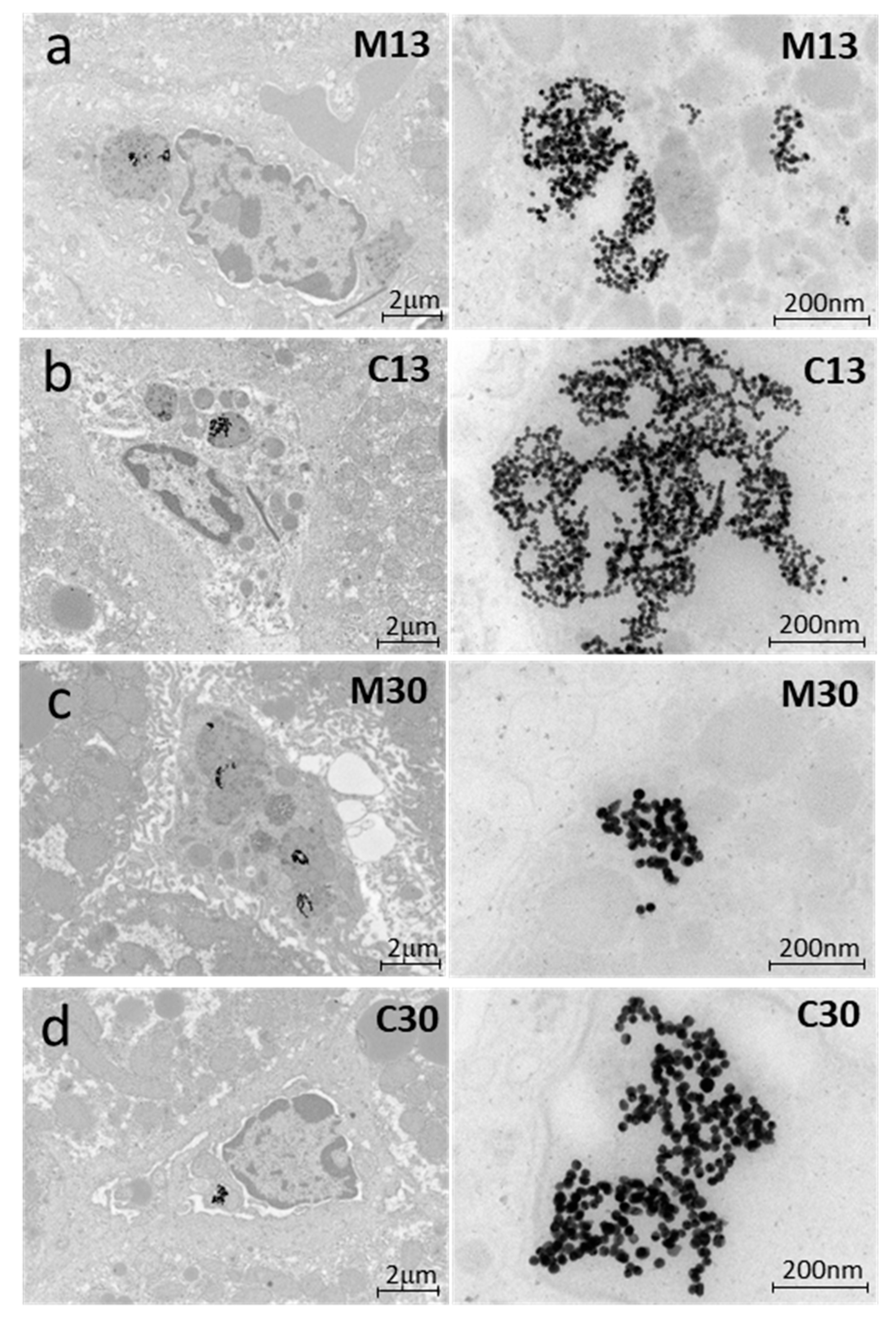 Ijms 21 08158 g005 Ijms 21 08158 g005