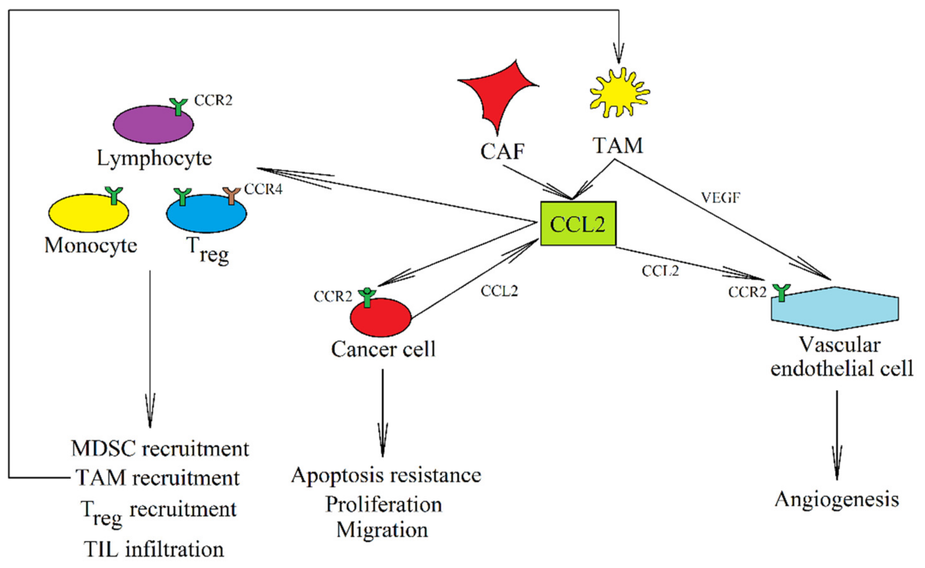 CC Chemokines in a Tumor: A Review of Pro-Cancer and Anti-Cancer ...
