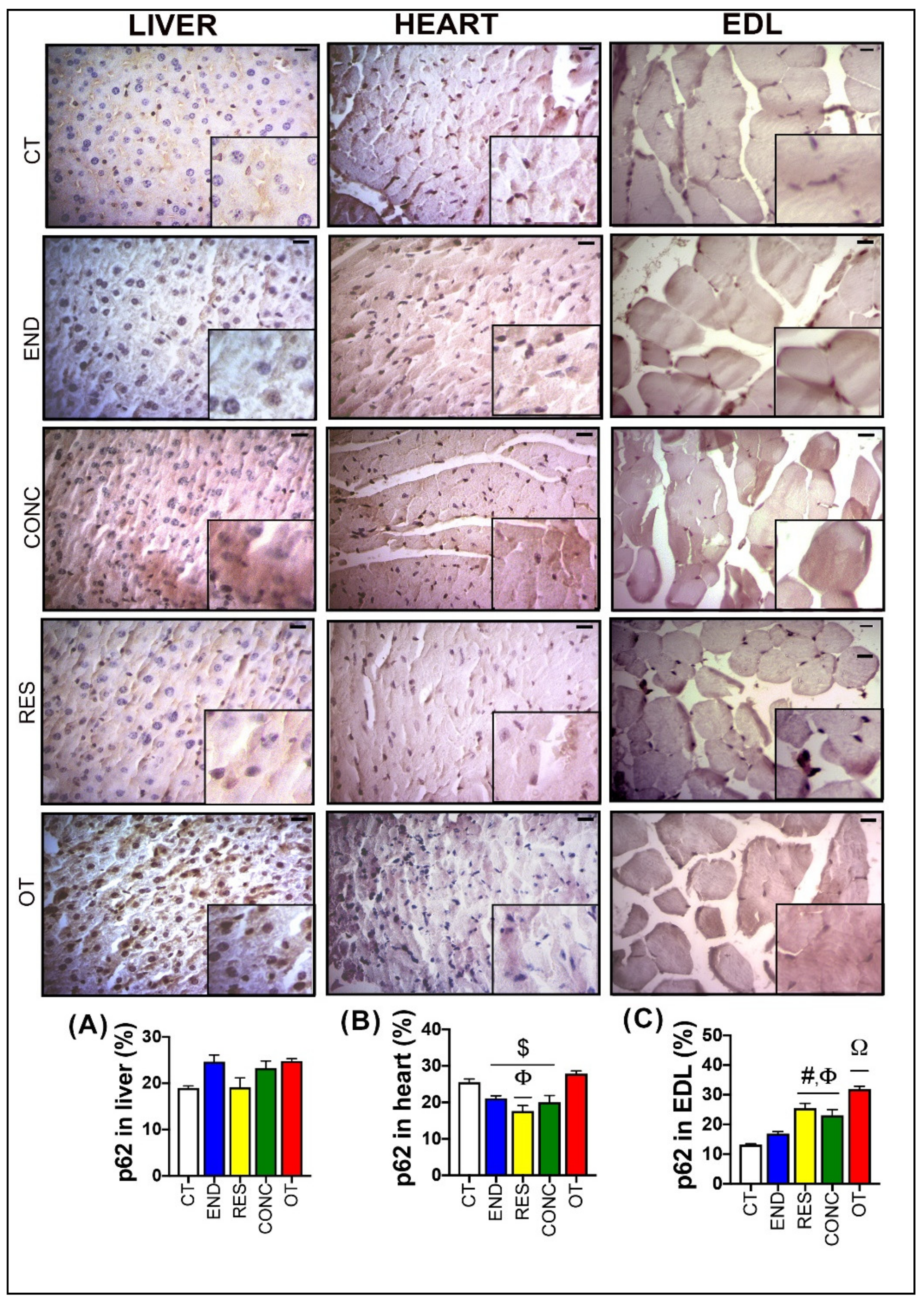 Ijms 21 08416 g004 Ijms 21 08416 g004