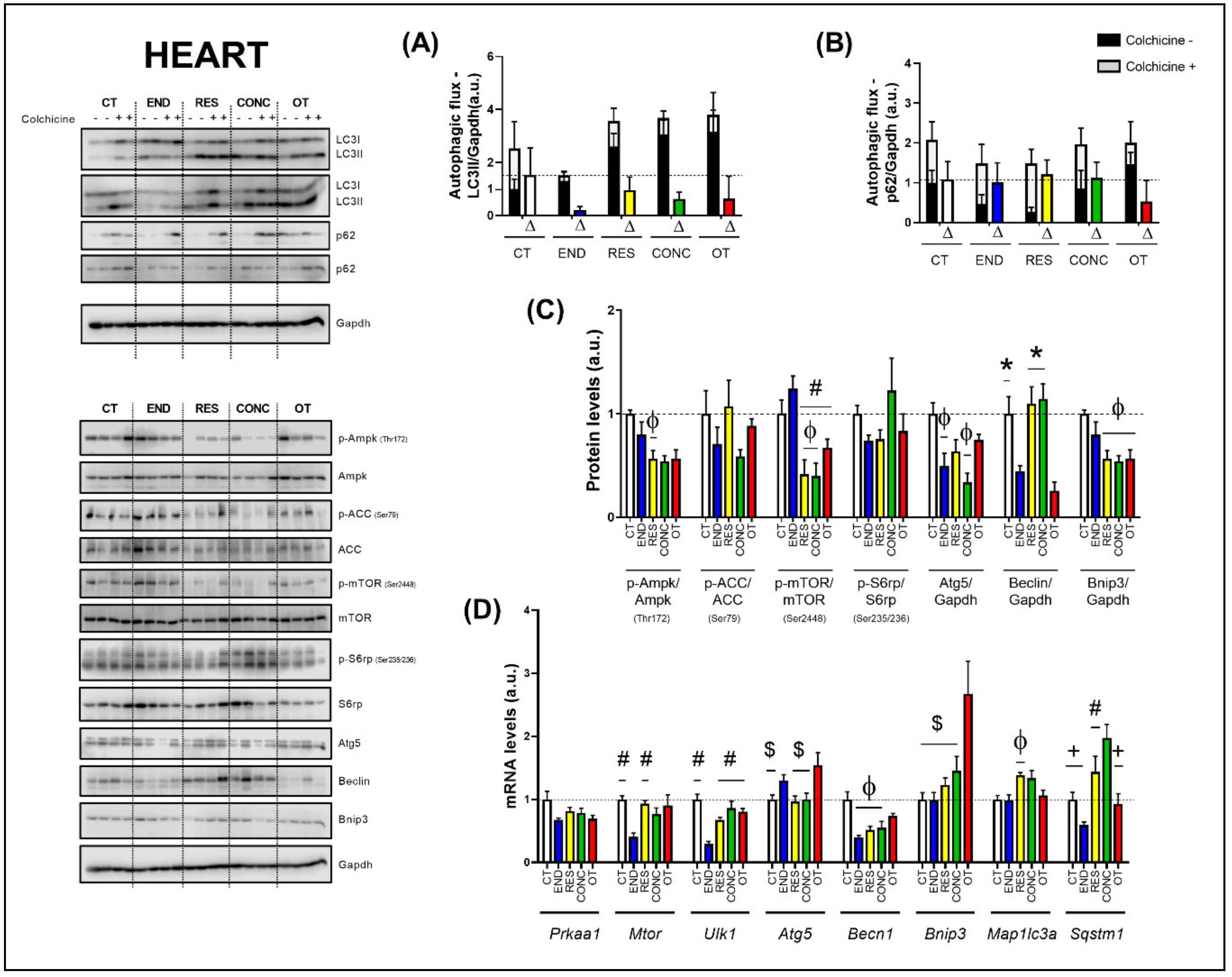 Ijms 21 08416 g005 Ijms 21 08416 g005