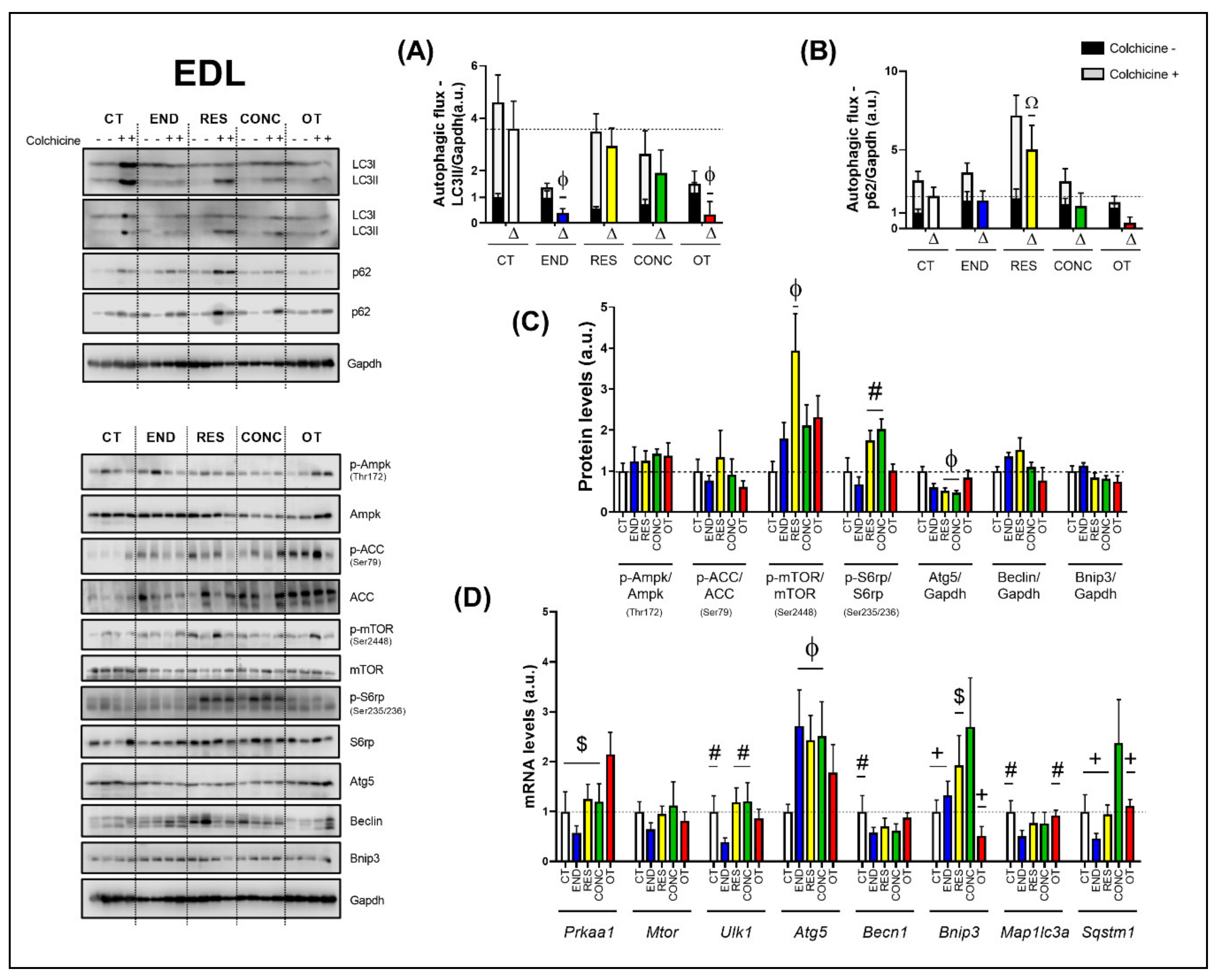 Ijms 21 08416 g007 Ijms 21 08416 g007