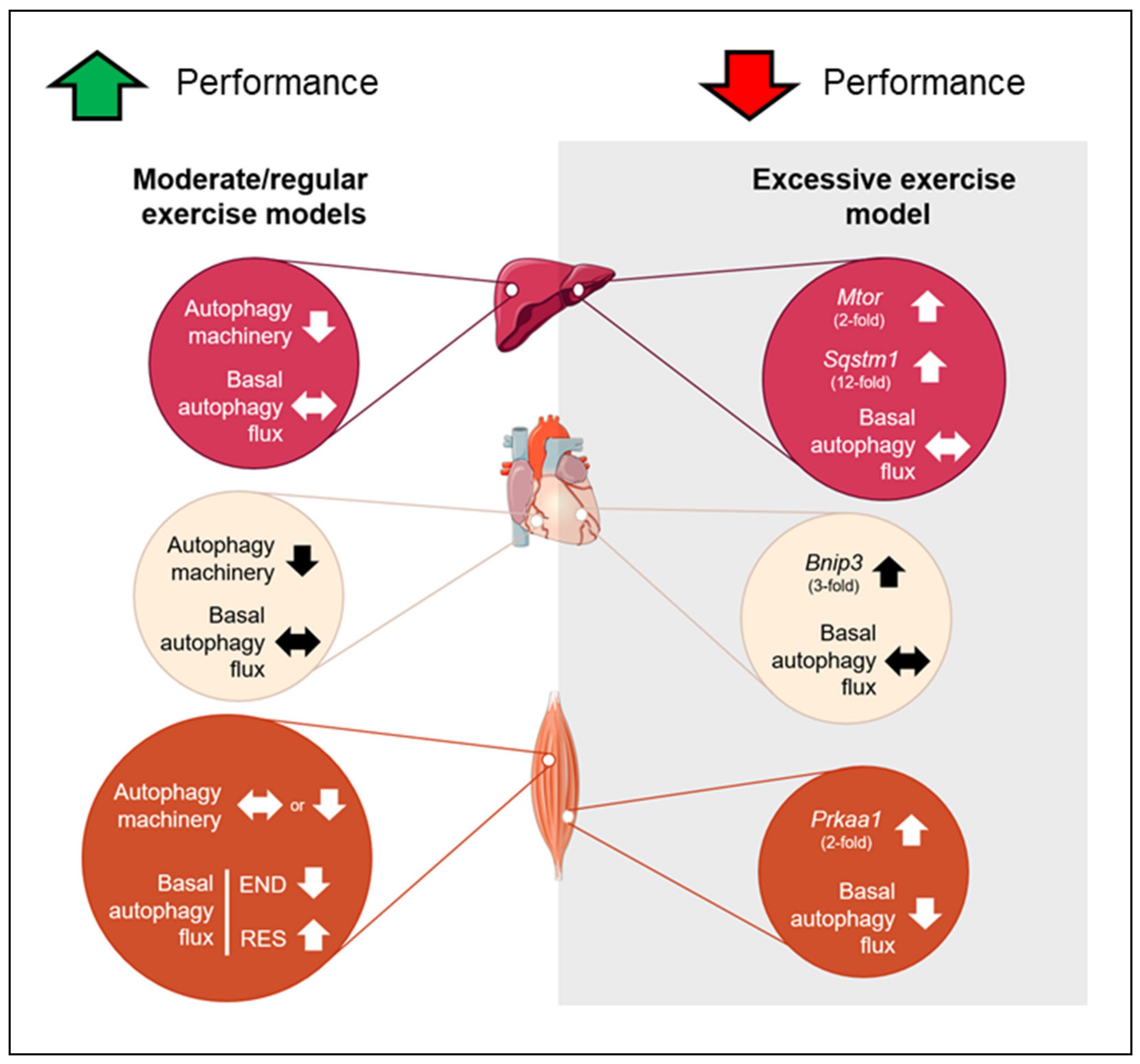 Ijms 21 08416 g009 Ijms 21 08416 g009