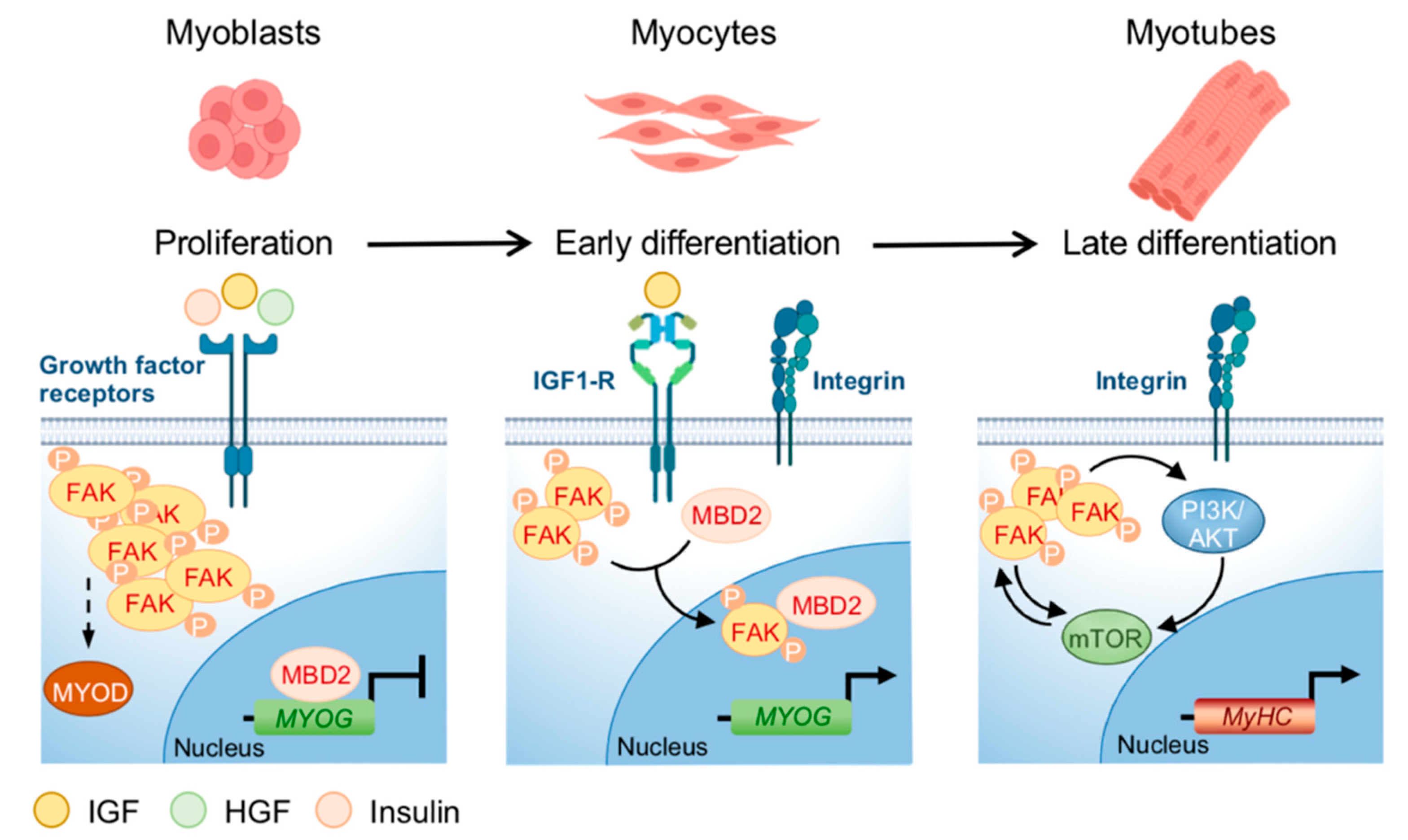Ijms 21 08422 g003 Ijms 21 08422 g003
