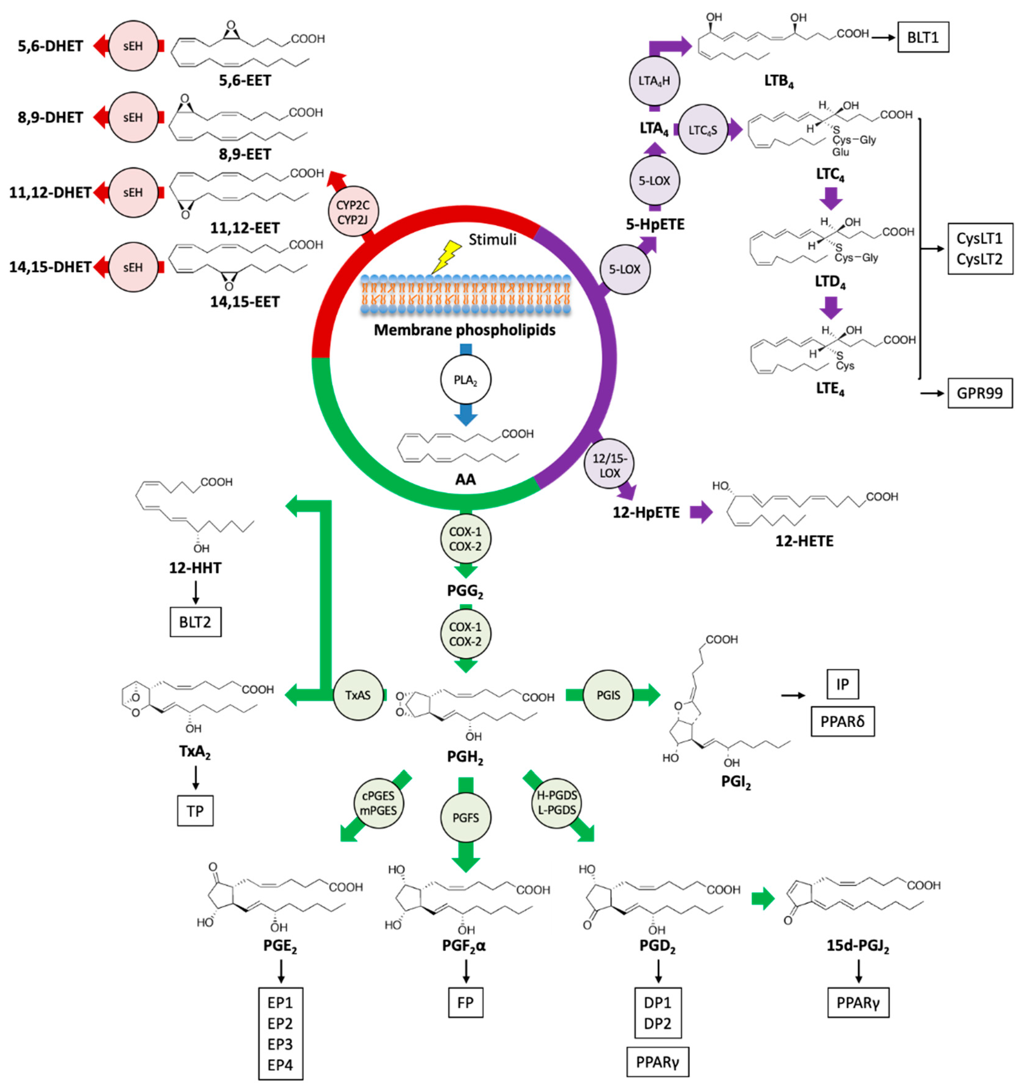 Ijms 21 08435 g001 Ijms 21 08435 g001