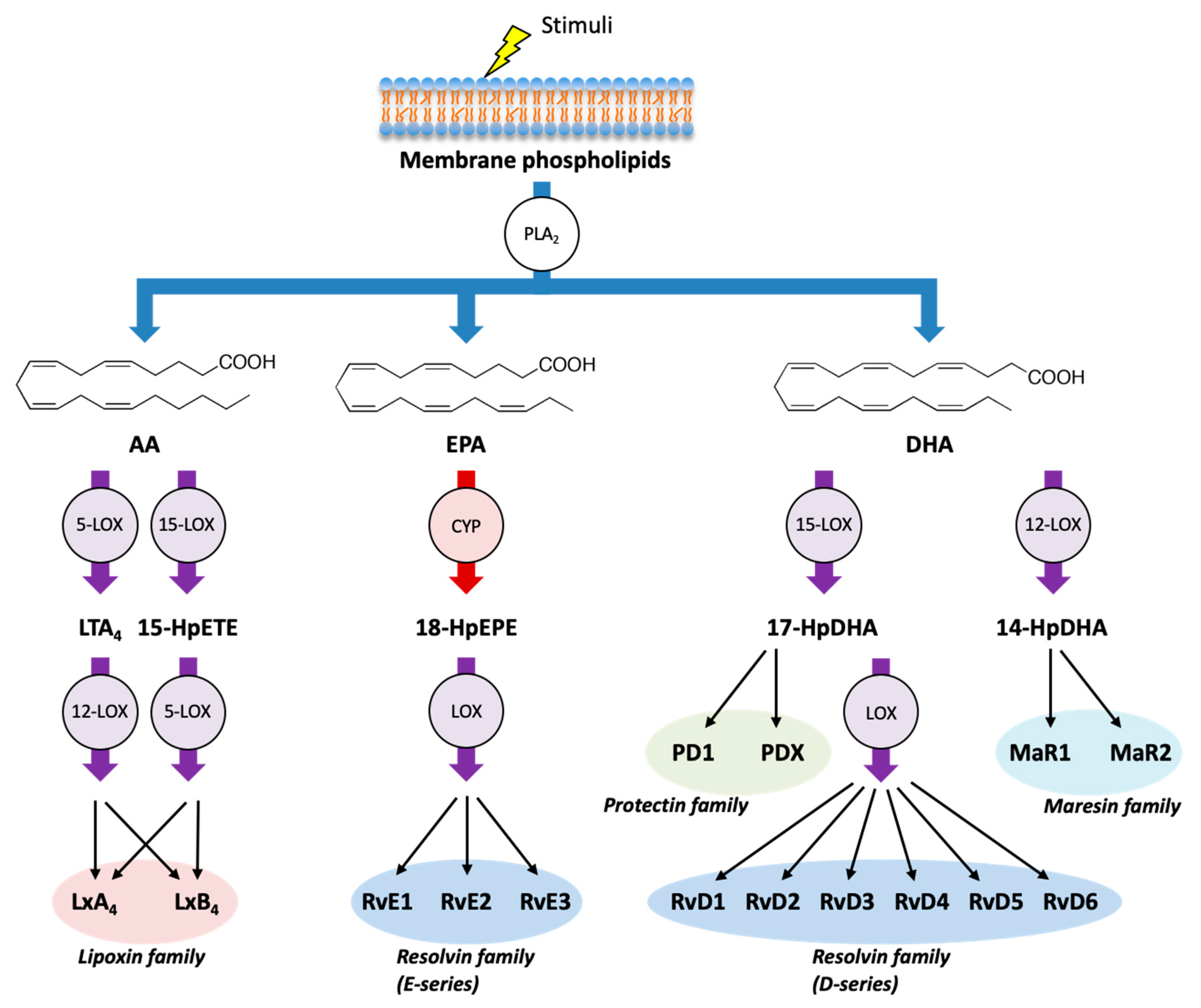 Ijms 21 08435 g002 Ijms 21 08435 g002
