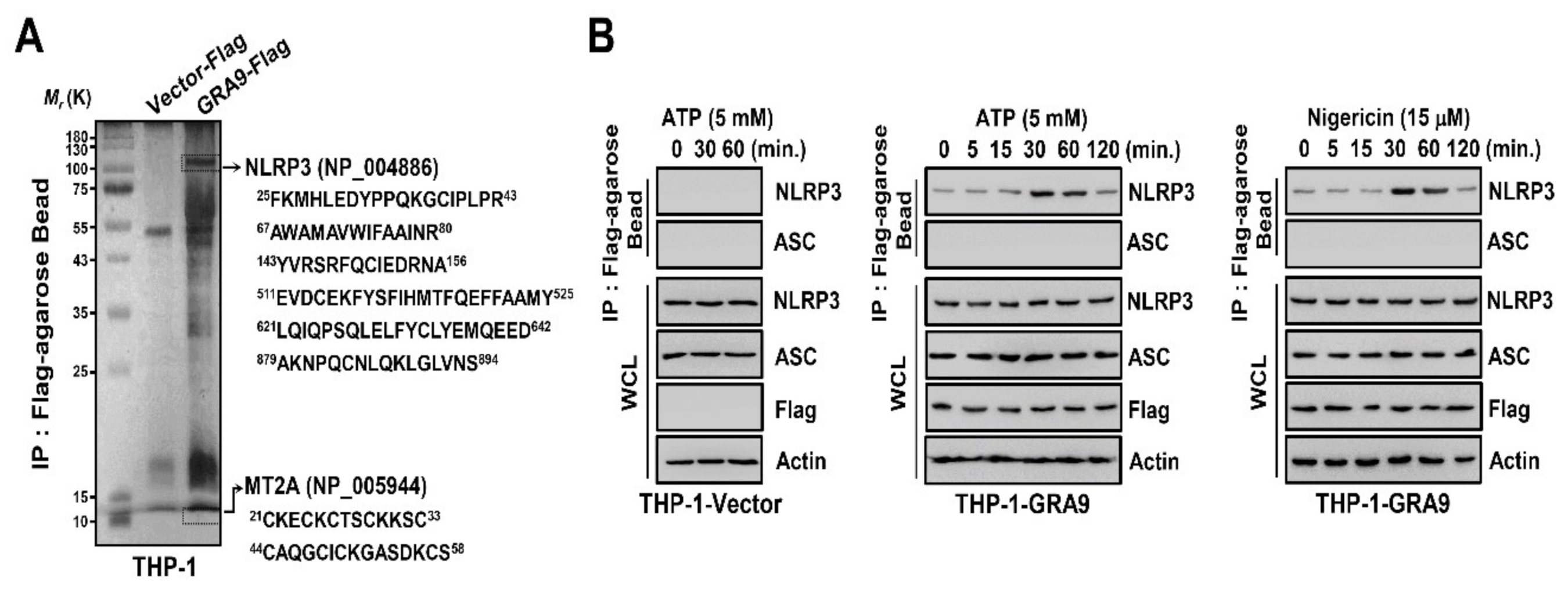Ijms 21 08437 g001 Ijms 21 08437 g001