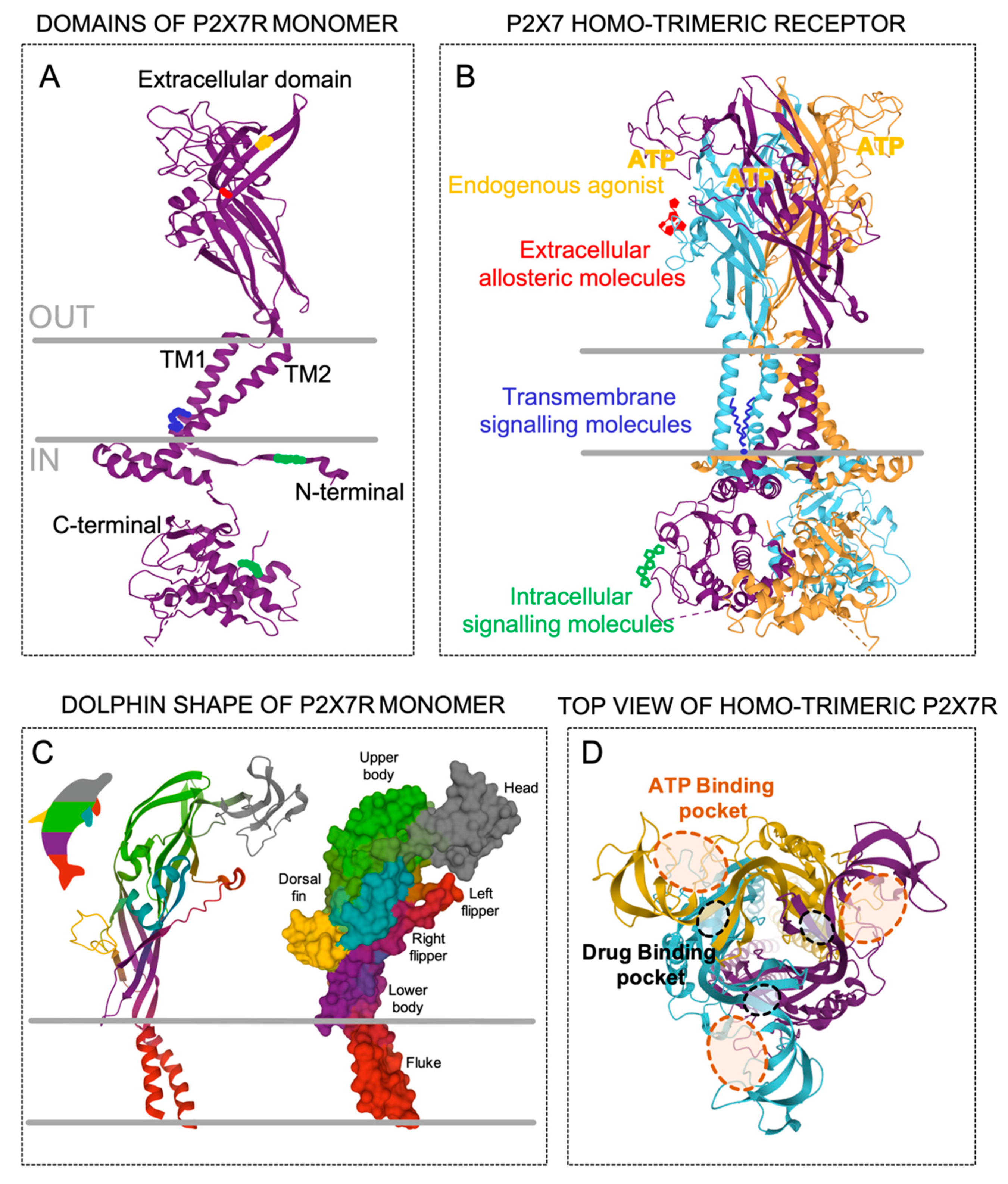 Ijms 21 08454 g001 Ijms 21 08454 g001