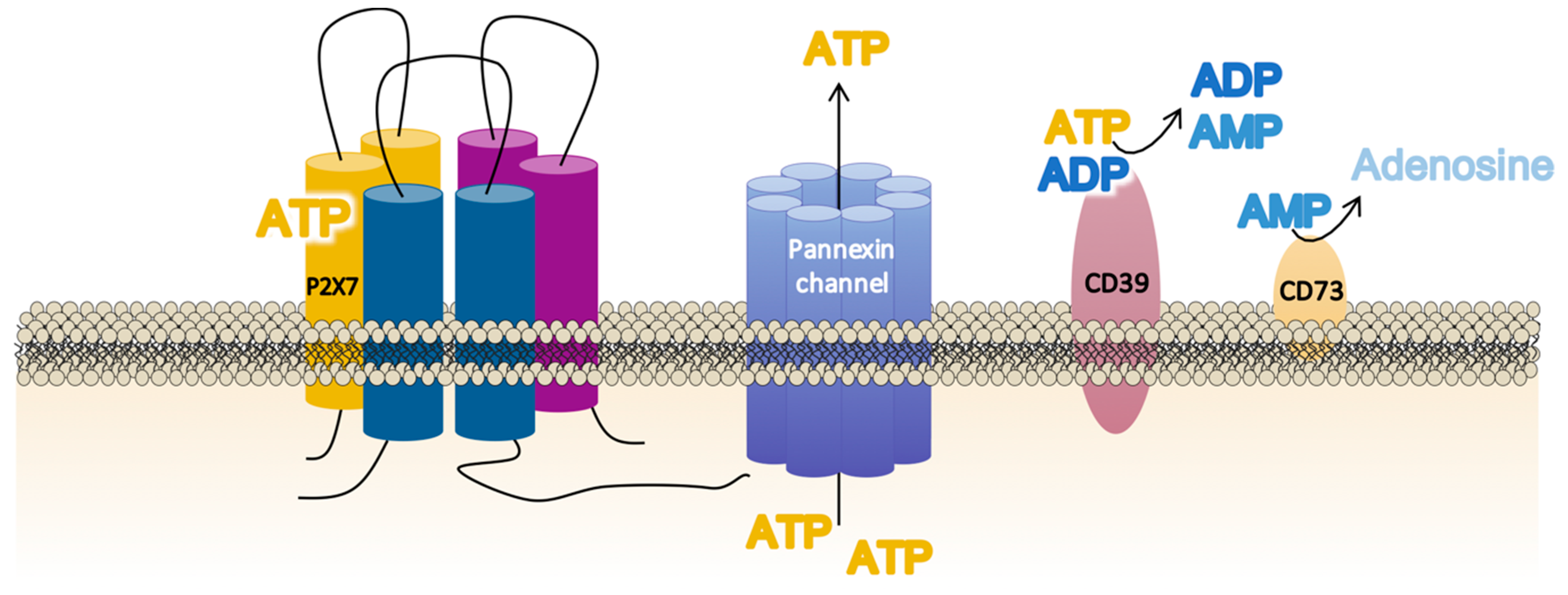 Ijms 21 08454 g002 Ijms 21 08454 g002