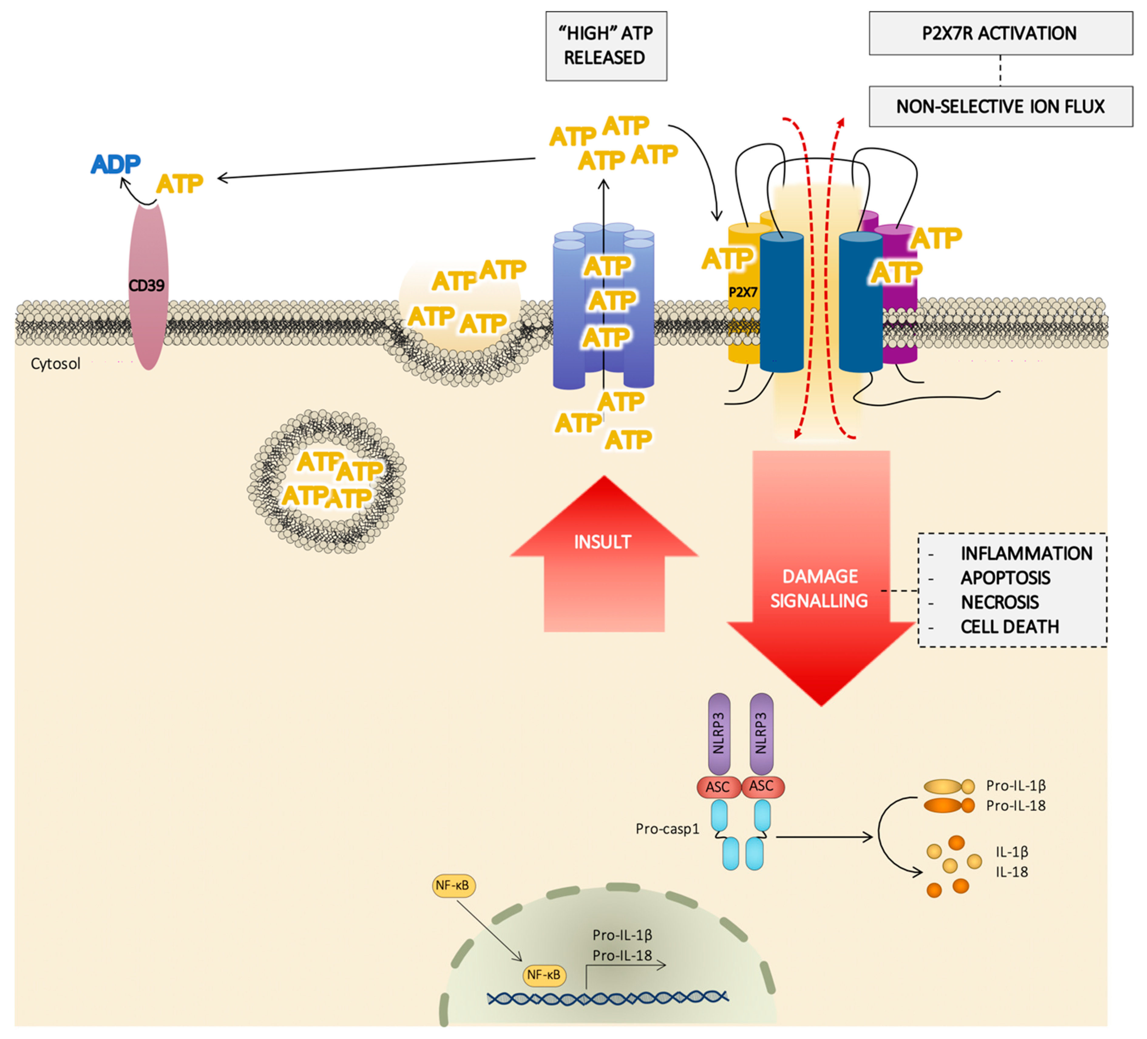 Ijms 21 08454 g004 Ijms 21 08454 g004