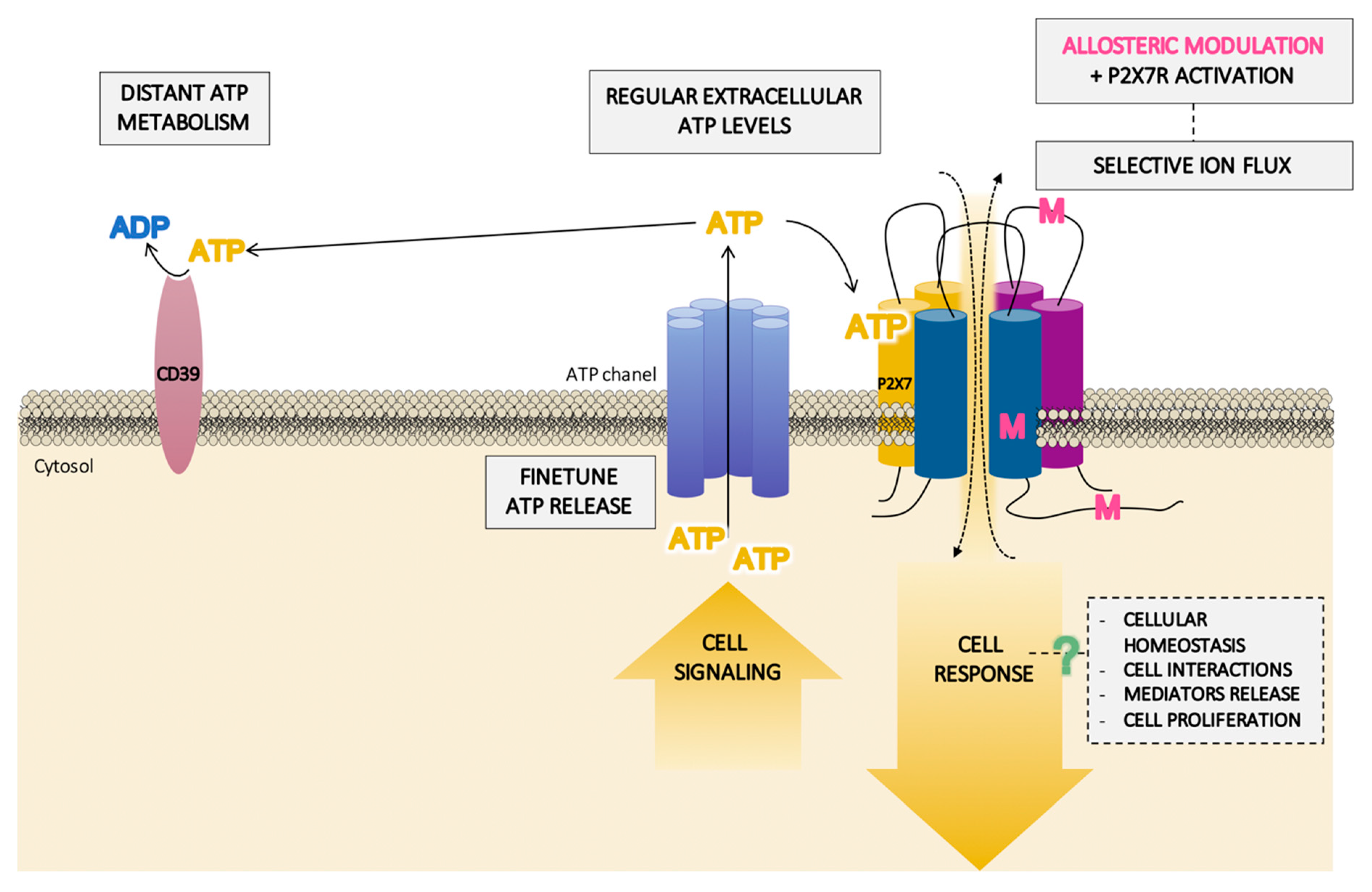 Ijms 21 08454 g005 Ijms 21 08454 g005