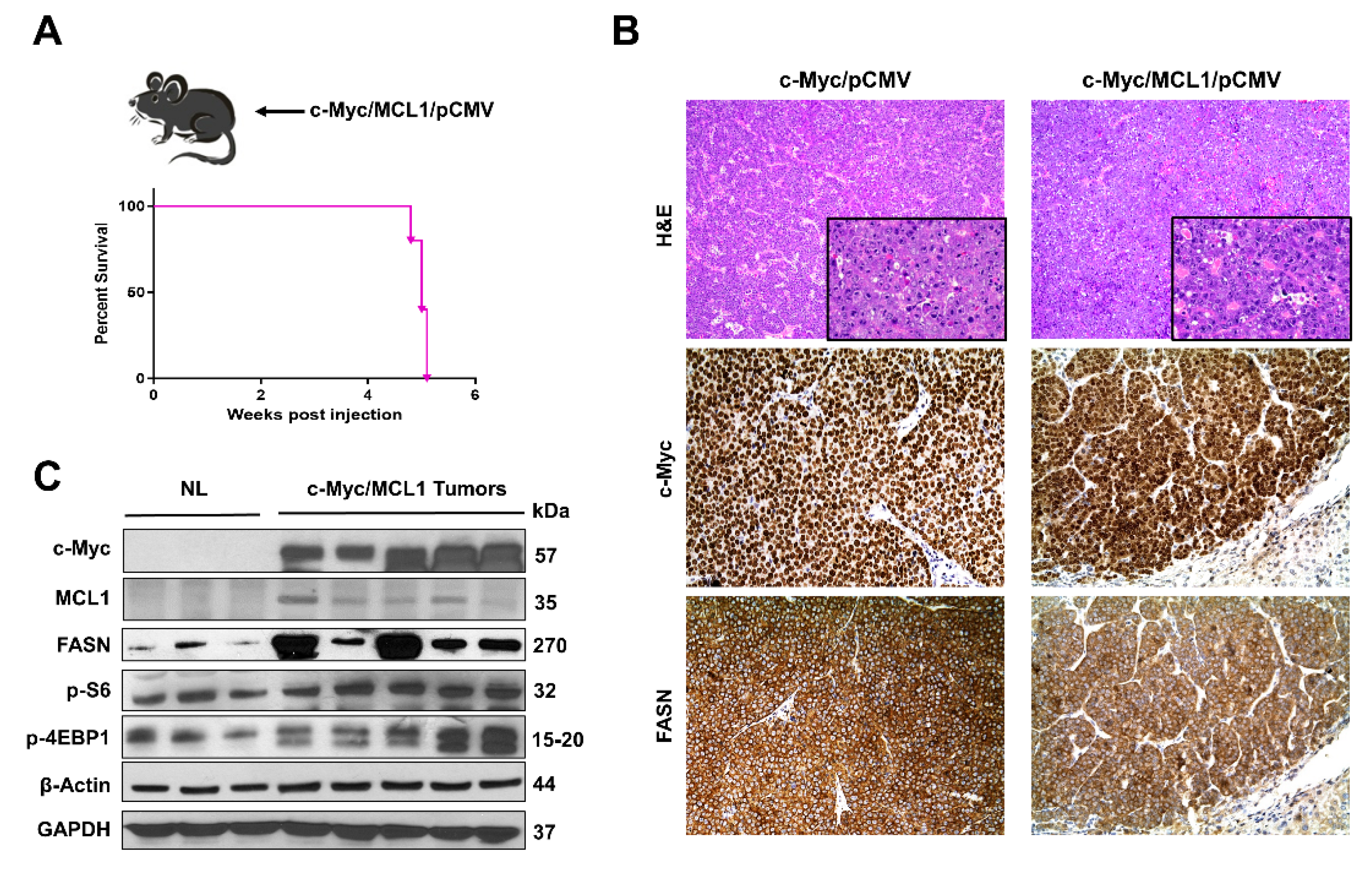 Ijms 21 08467 g008 Ijms 21 08467 g008