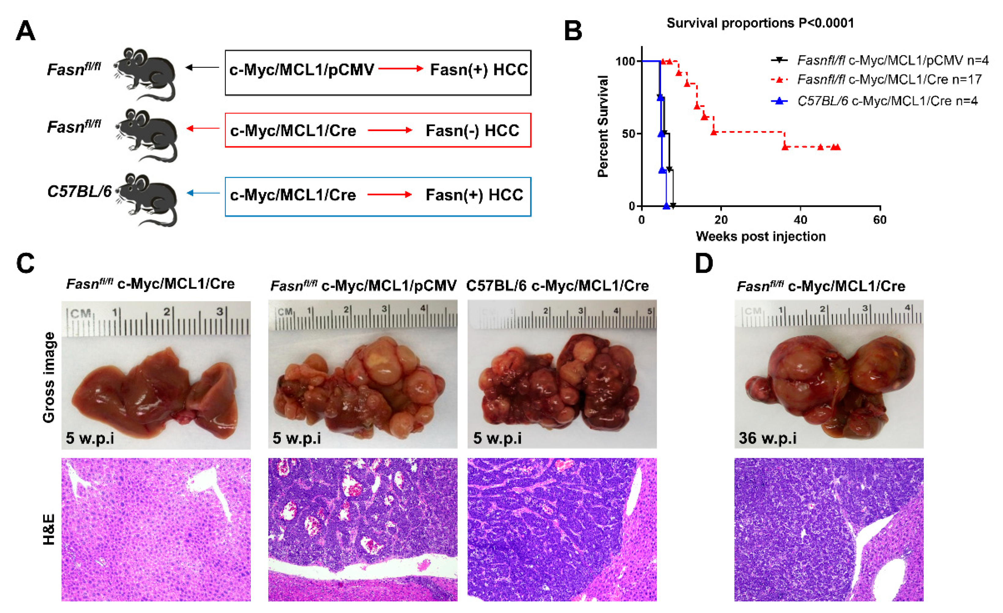 Ijms 21 08467 g009 Ijms 21 08467 g009