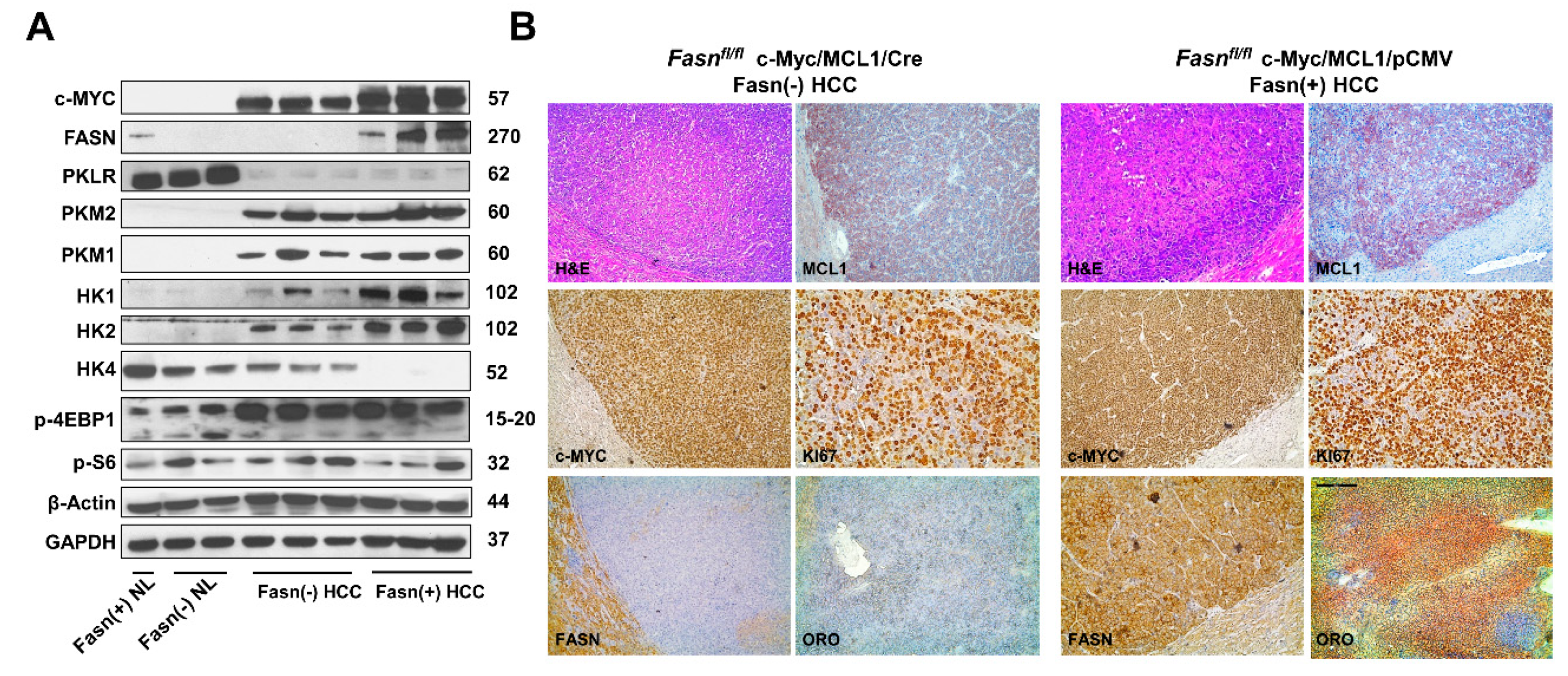 Ijms 21 08467 g010 Ijms 21 08467 g010