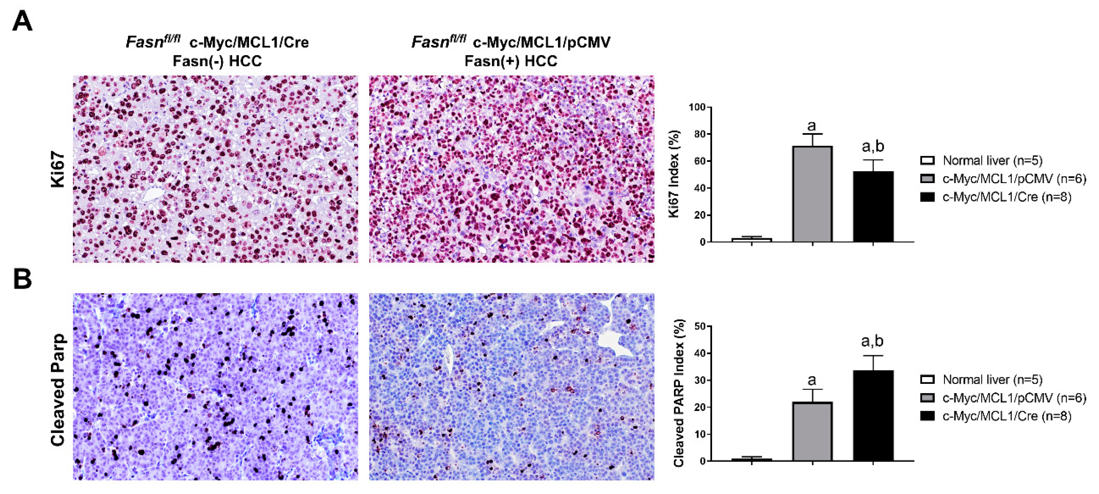 Ijms 21 08467 g011 Ijms 21 08467 g011