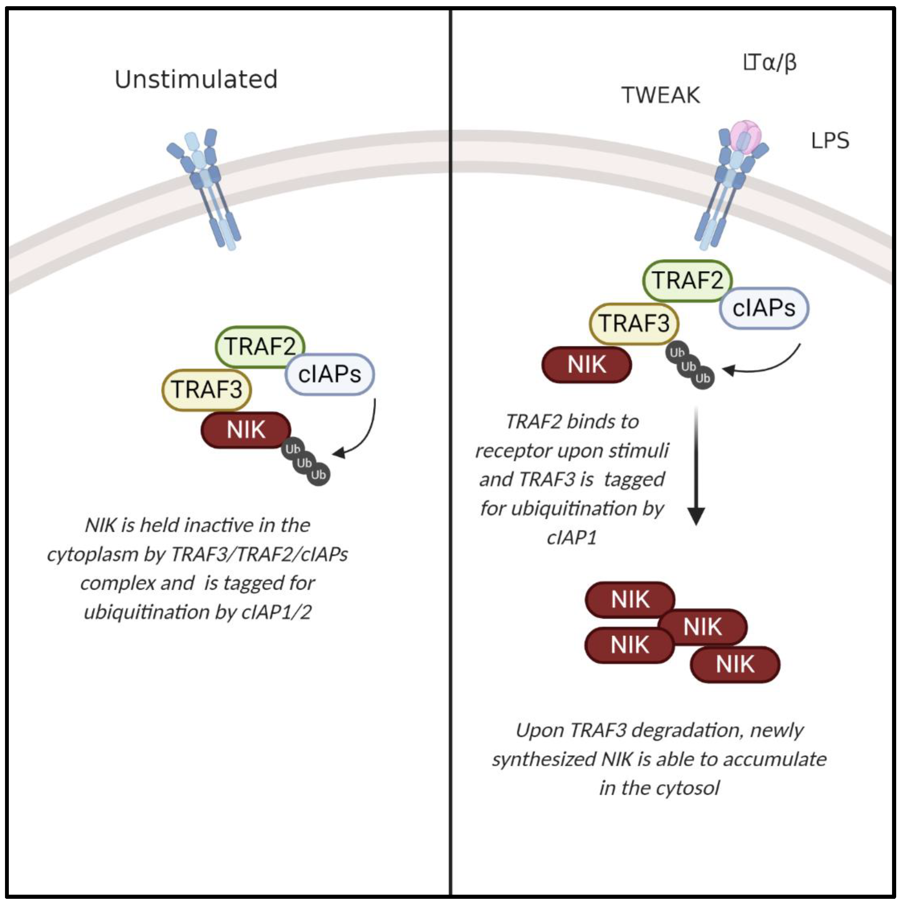 Ijms 21 08470 g003 Ijms 21 08470 g003