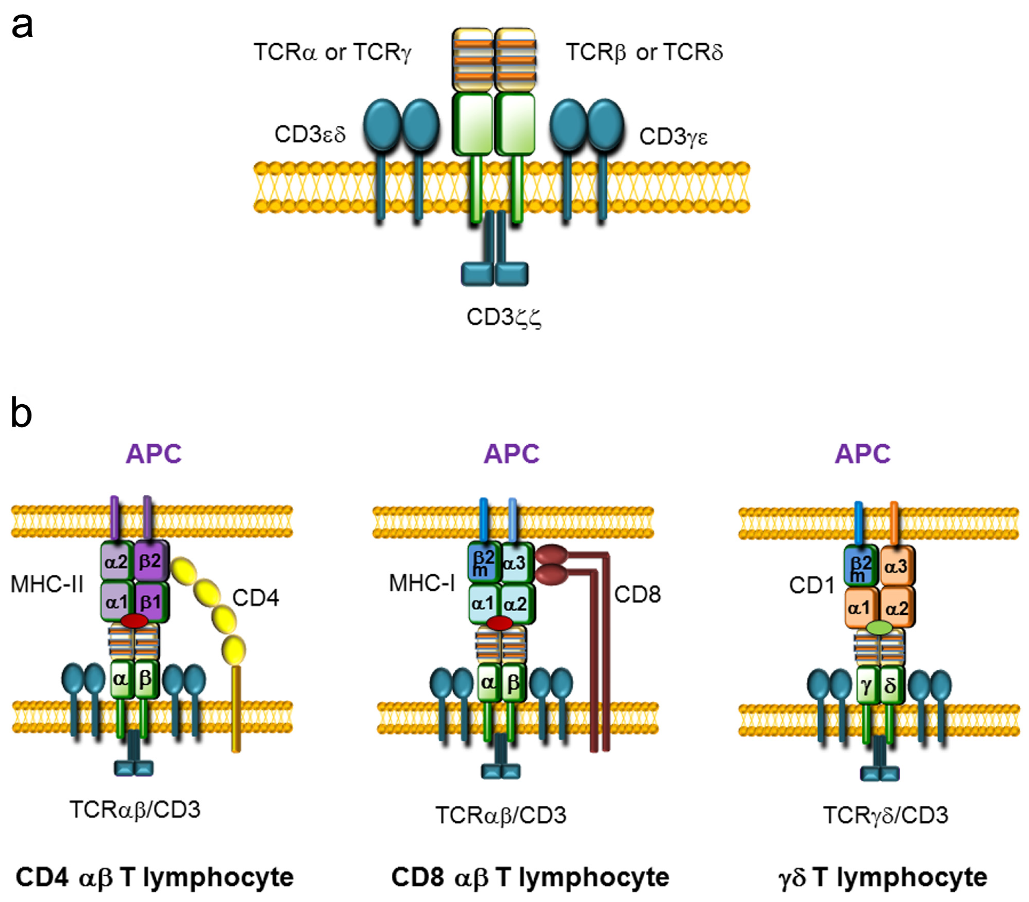 Ijms 21 08478 g001 Ijms 21 08478 g001