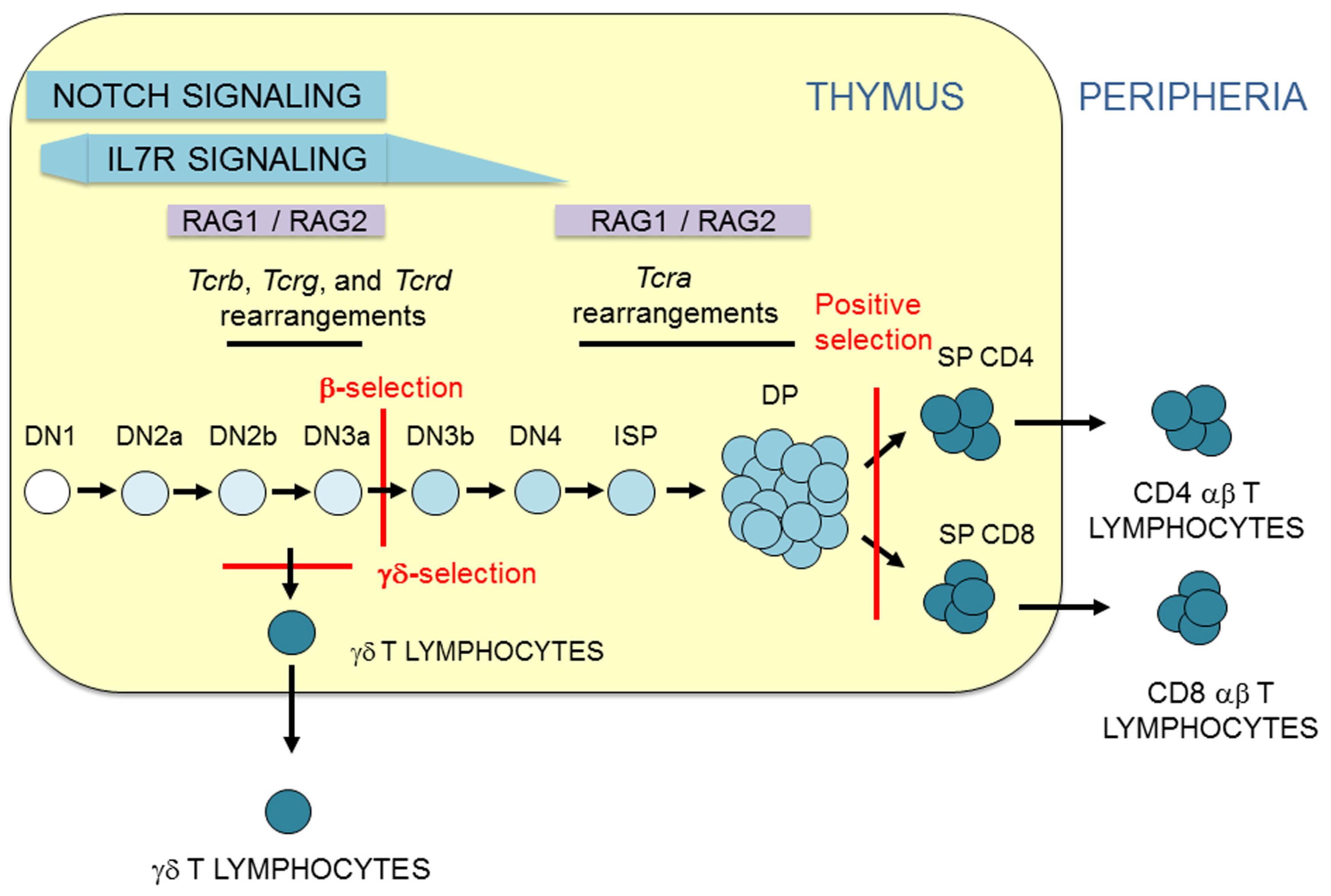 Ijms 21 08478 g002 Ijms 21 08478 g002