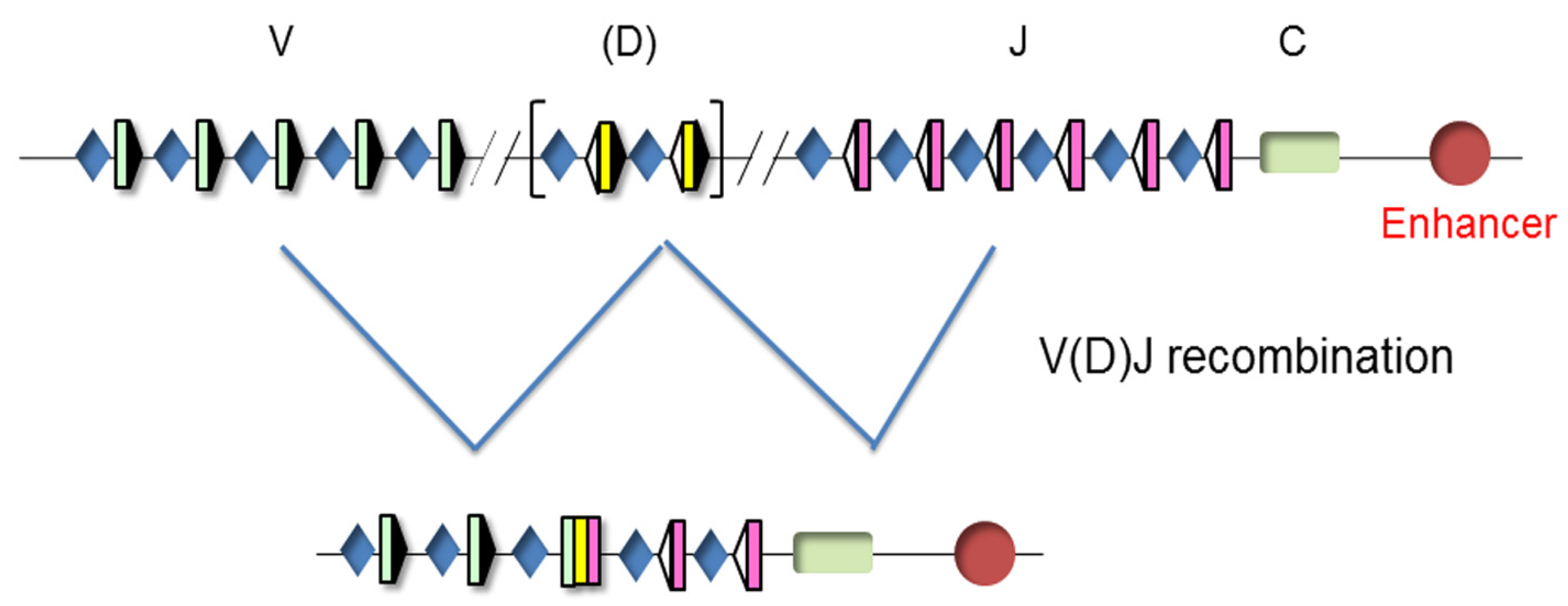 Ijms 21 08478 g003 Ijms 21 08478 g003