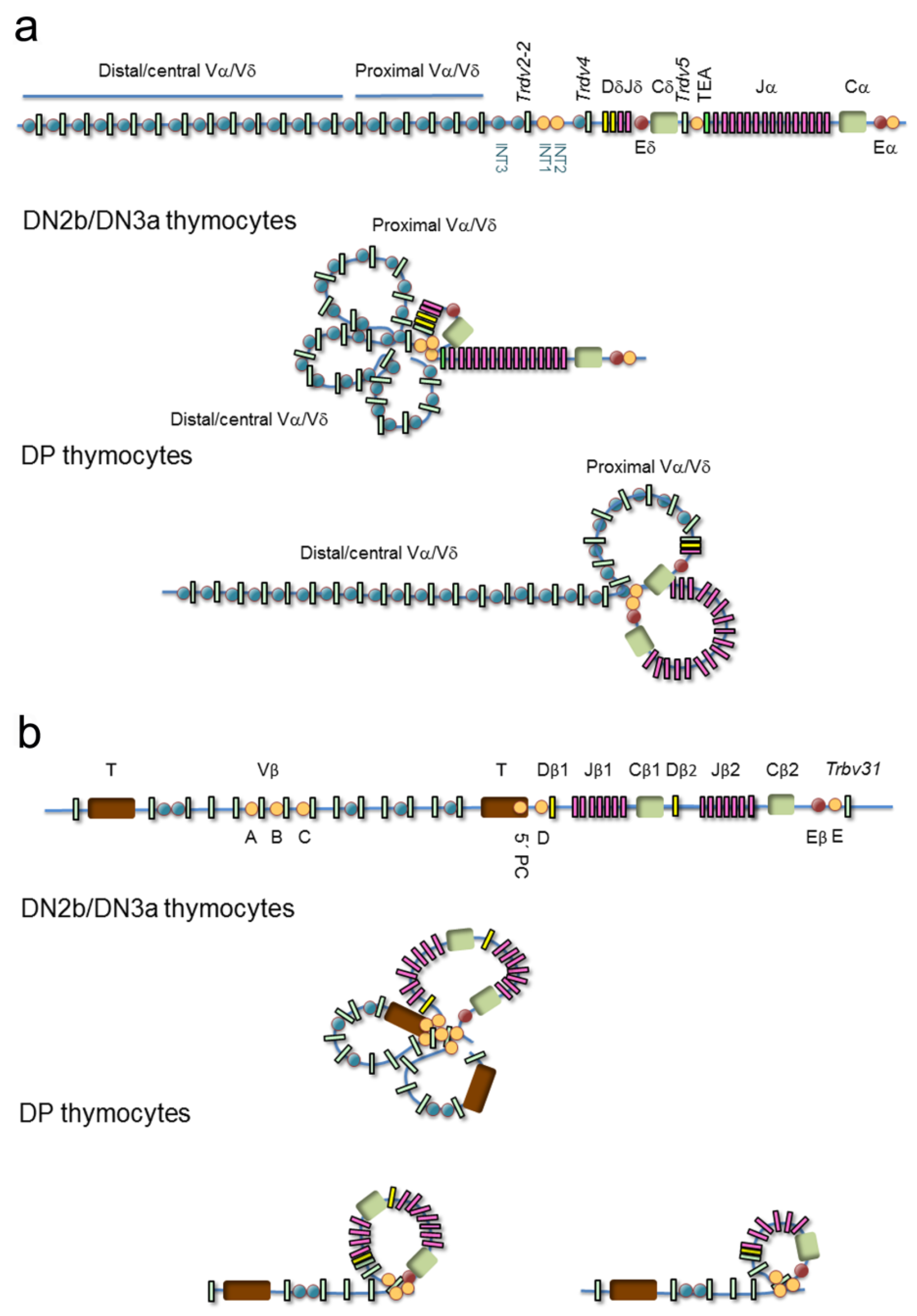 Ijms 21 08478 g006 Ijms 21 08478 g006