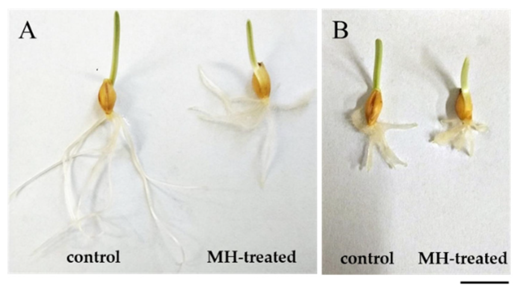 Ijms 21 08500 g001 Ijms 21 08500 g001